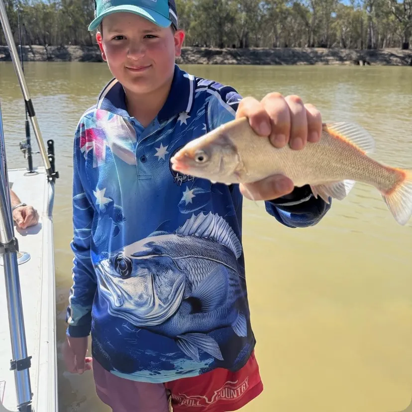 The most recent Bidyan perch catches on Fishbrain