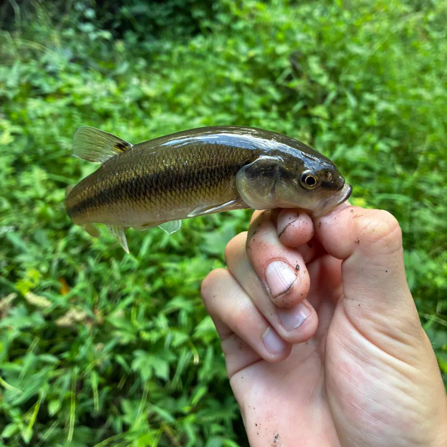 Creek chub caught on Fishbrain