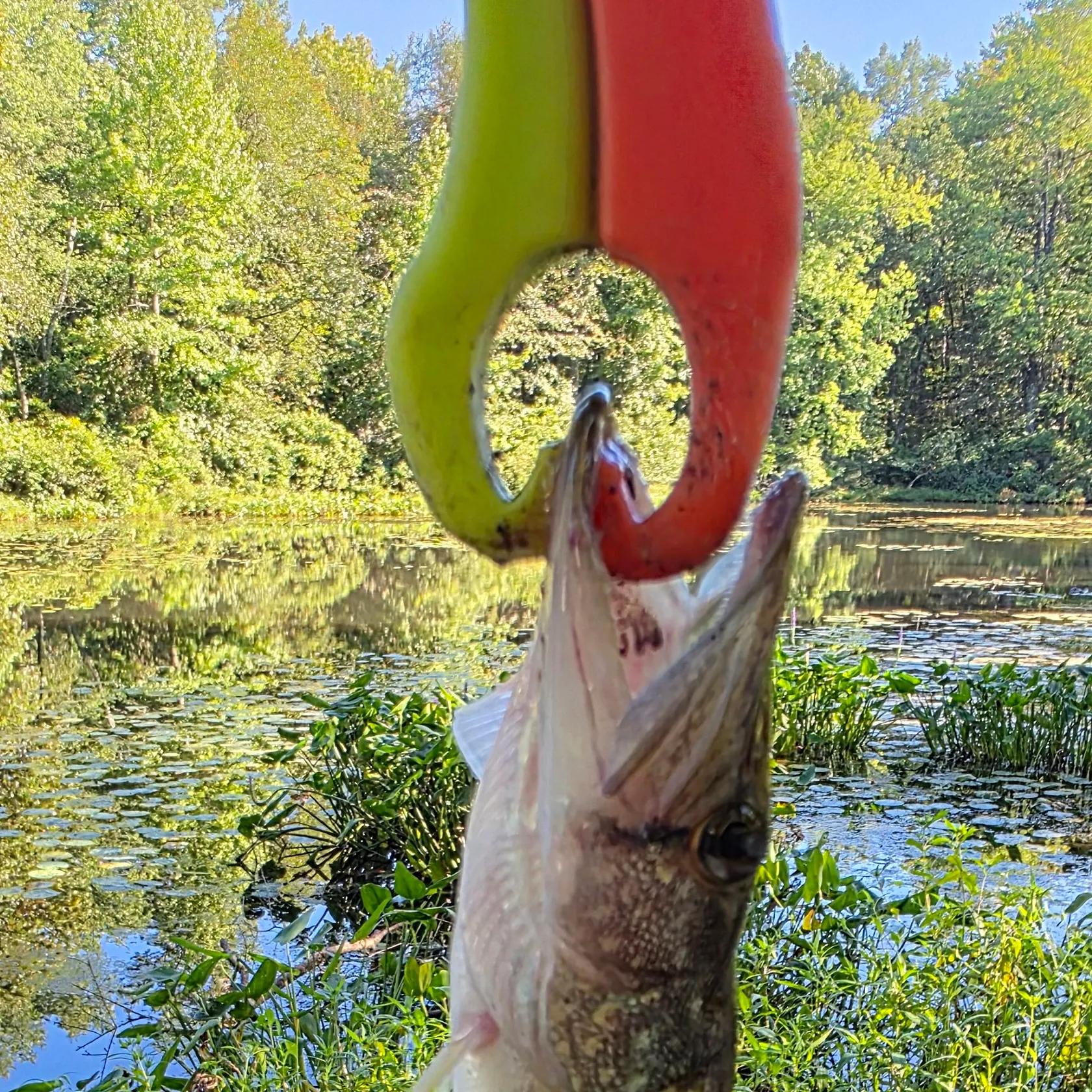 Chain pickerel caught on Fishbrain