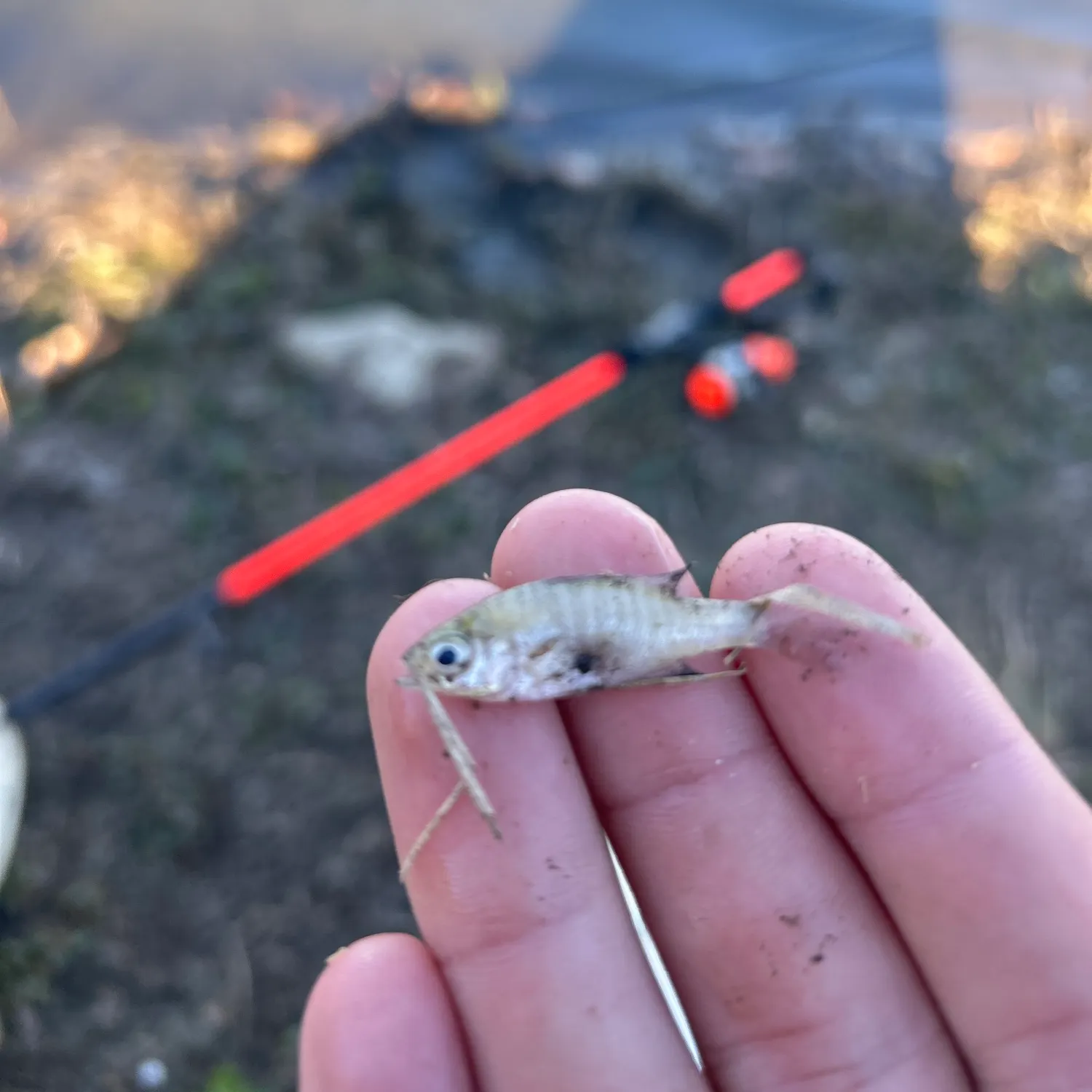 Fish caught on Fishbrain