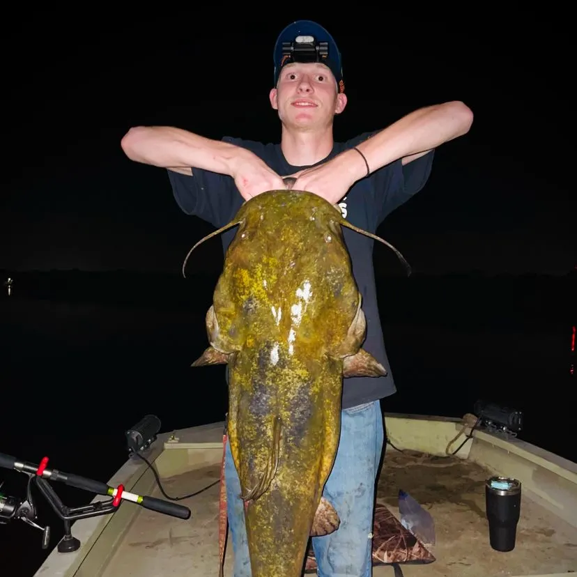 The most recent Flathead catfish catches on Fishbrain