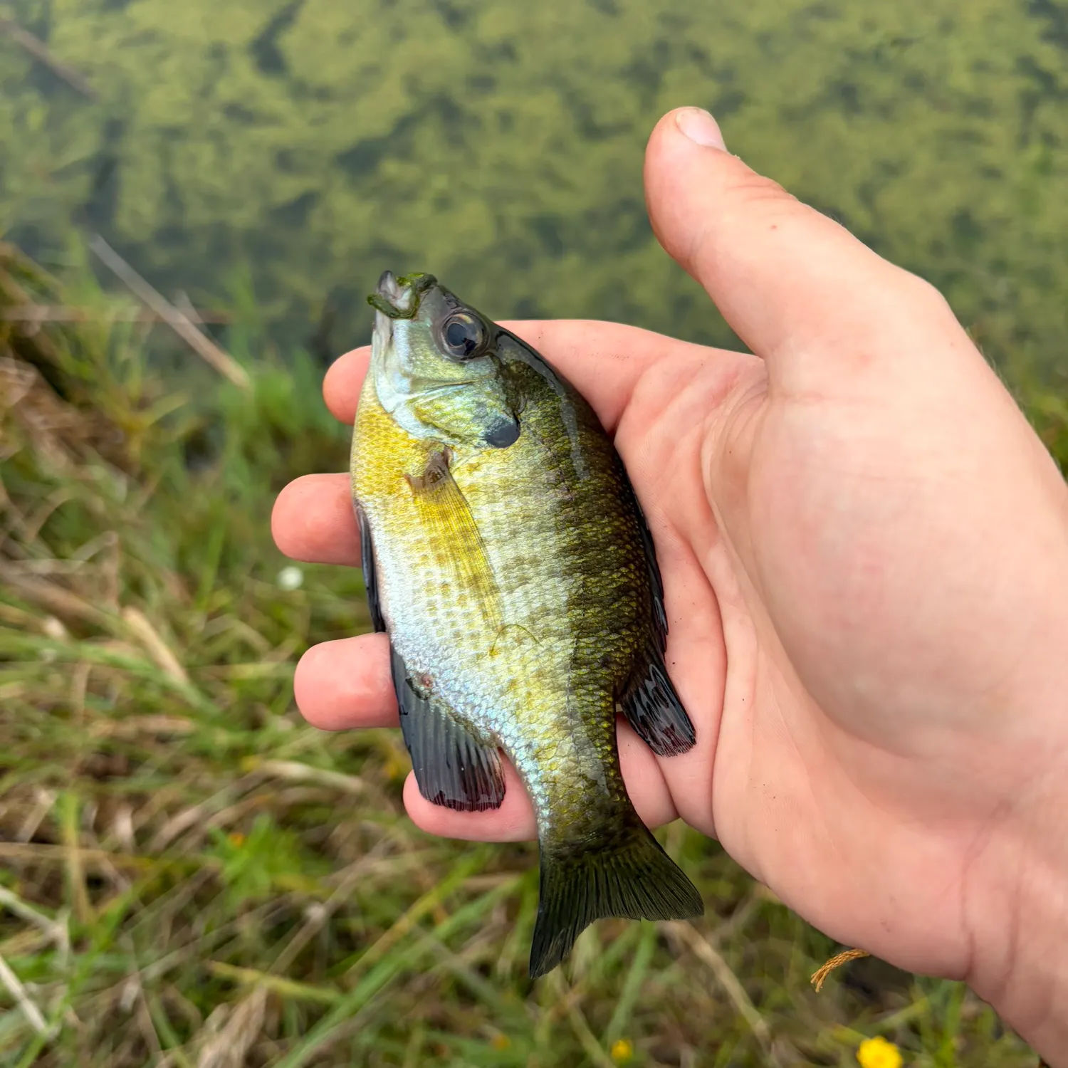 Bluegill caught on Fishbrain
