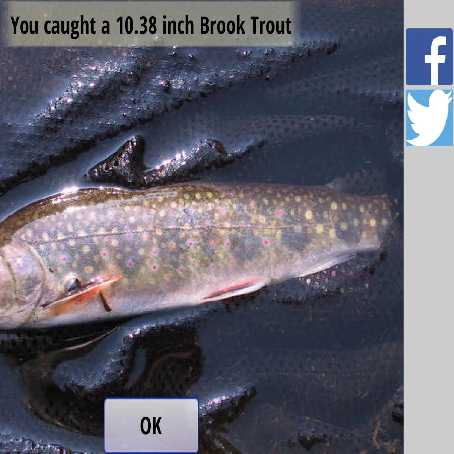 recently logged catches