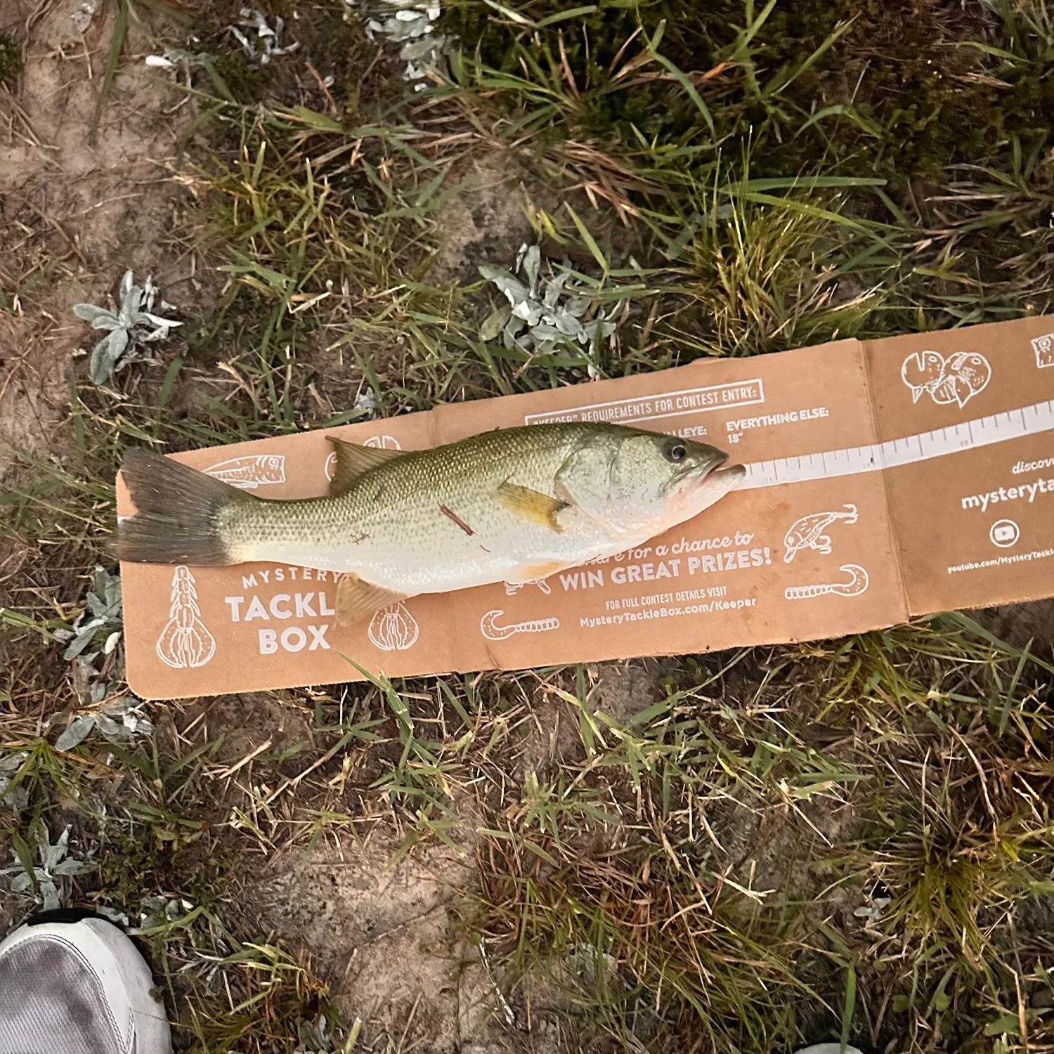 Largemouth bass caught on Fishbrain