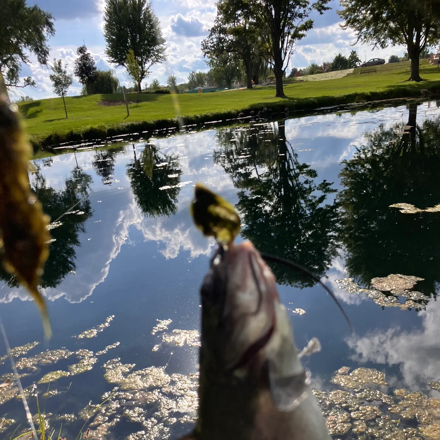Black bullhead caught on Fishbrain