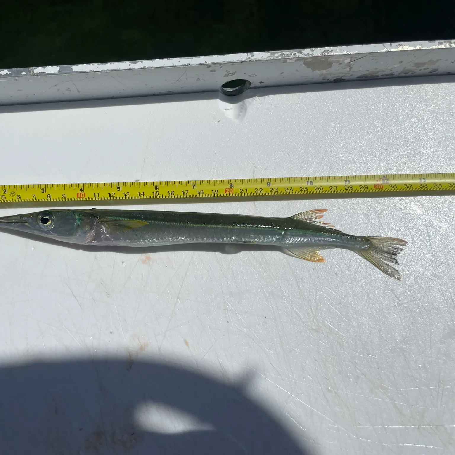 The most recent Flat needlefish catches on Fishbrain
