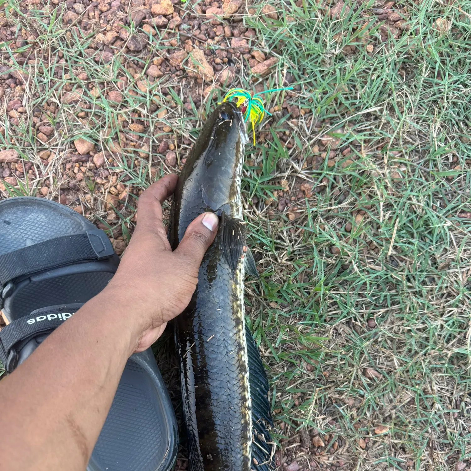 The most recent Striped snakehead catches on Fishbrain