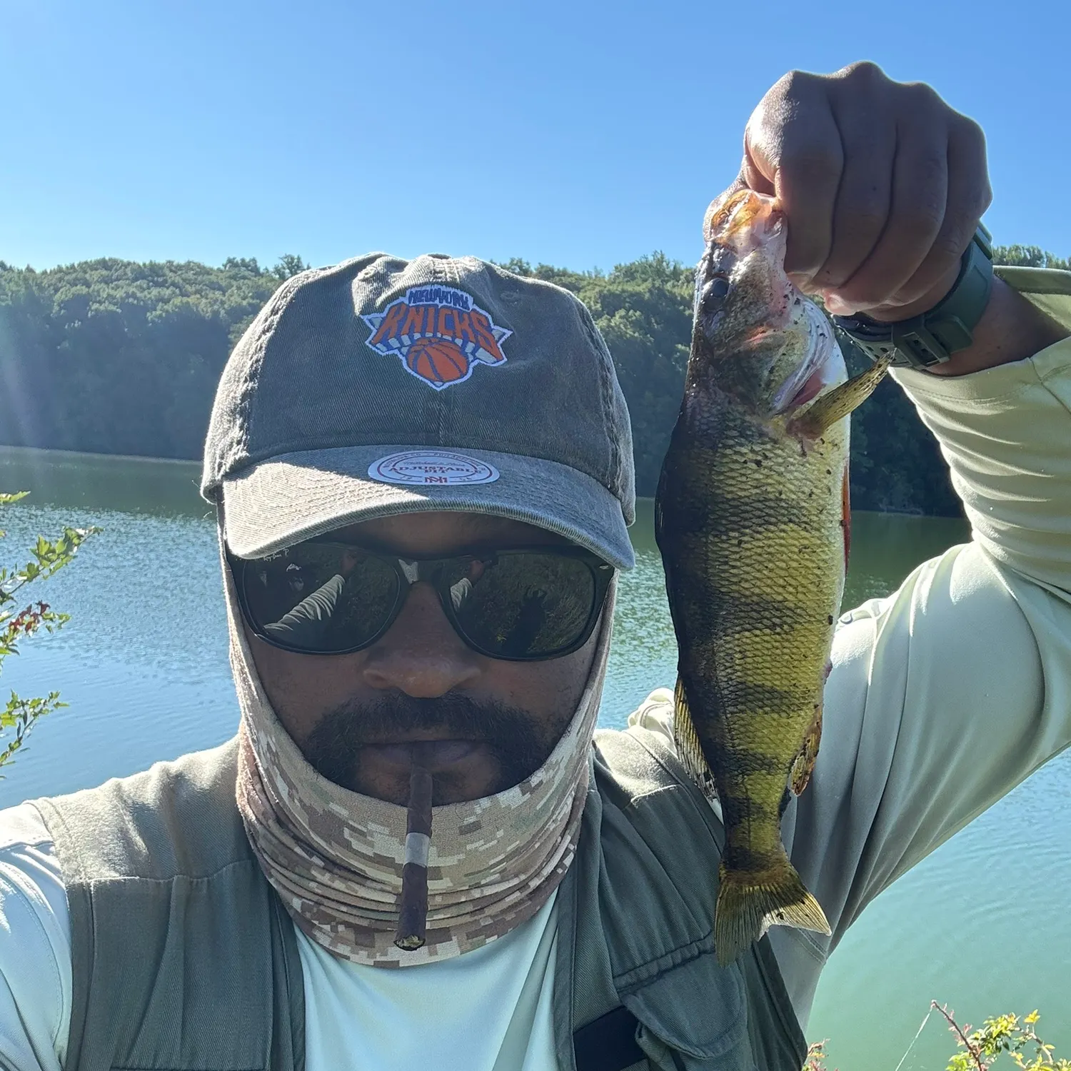 Yellow perch caught on Fishbrain