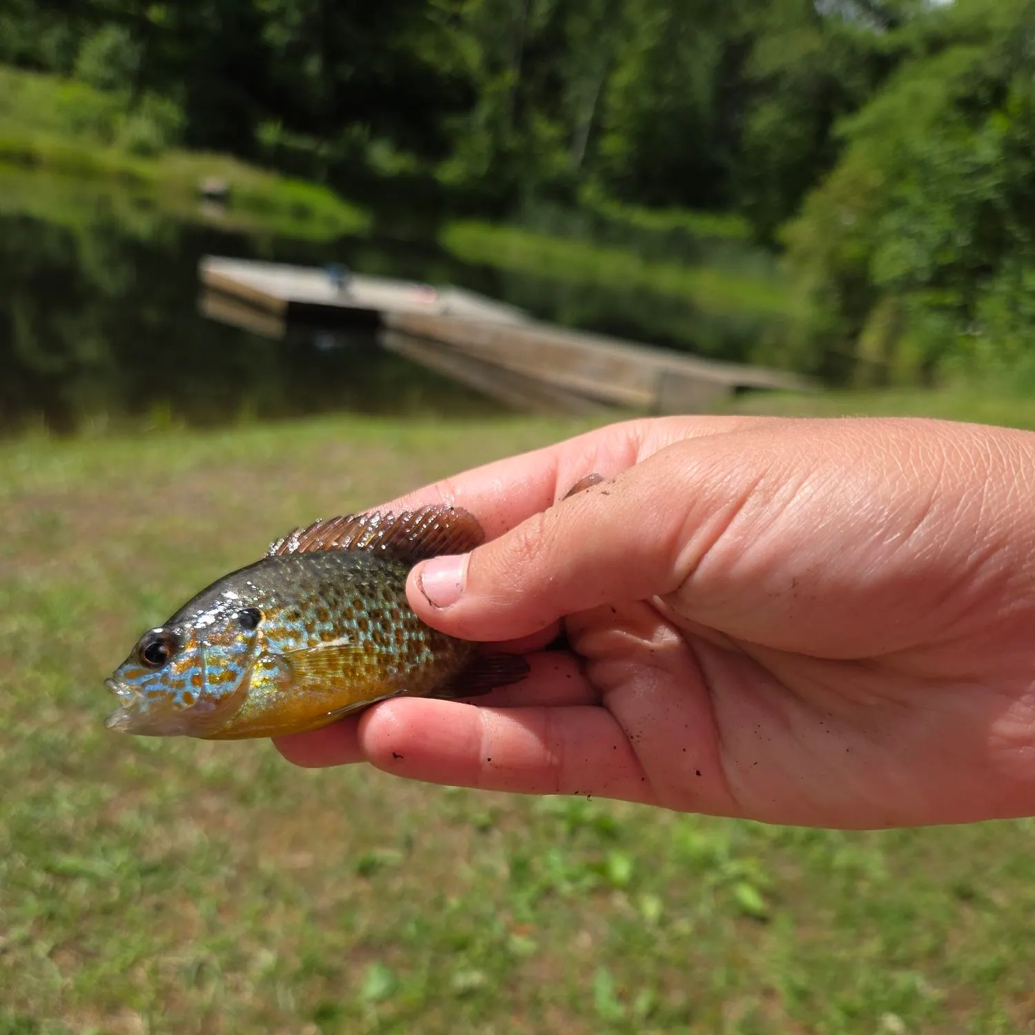 Pumpkinseed caught on Fishbrain