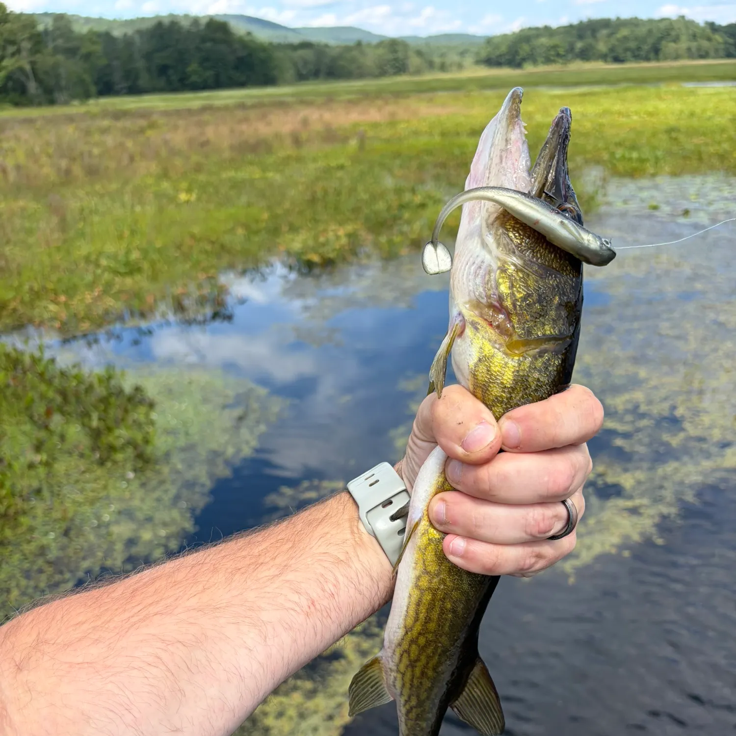 Chain pickerel caught on Fishbrain
