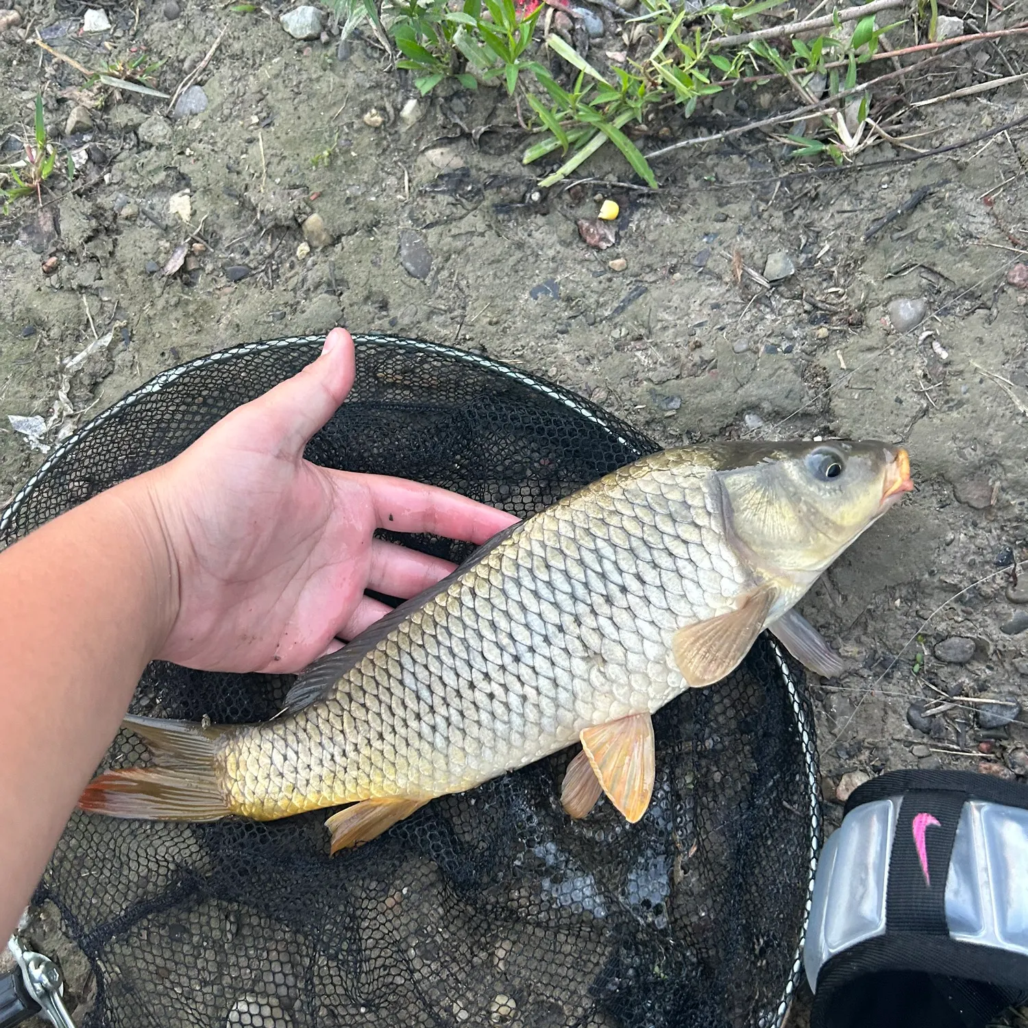 Common carp caught on Fishbrain