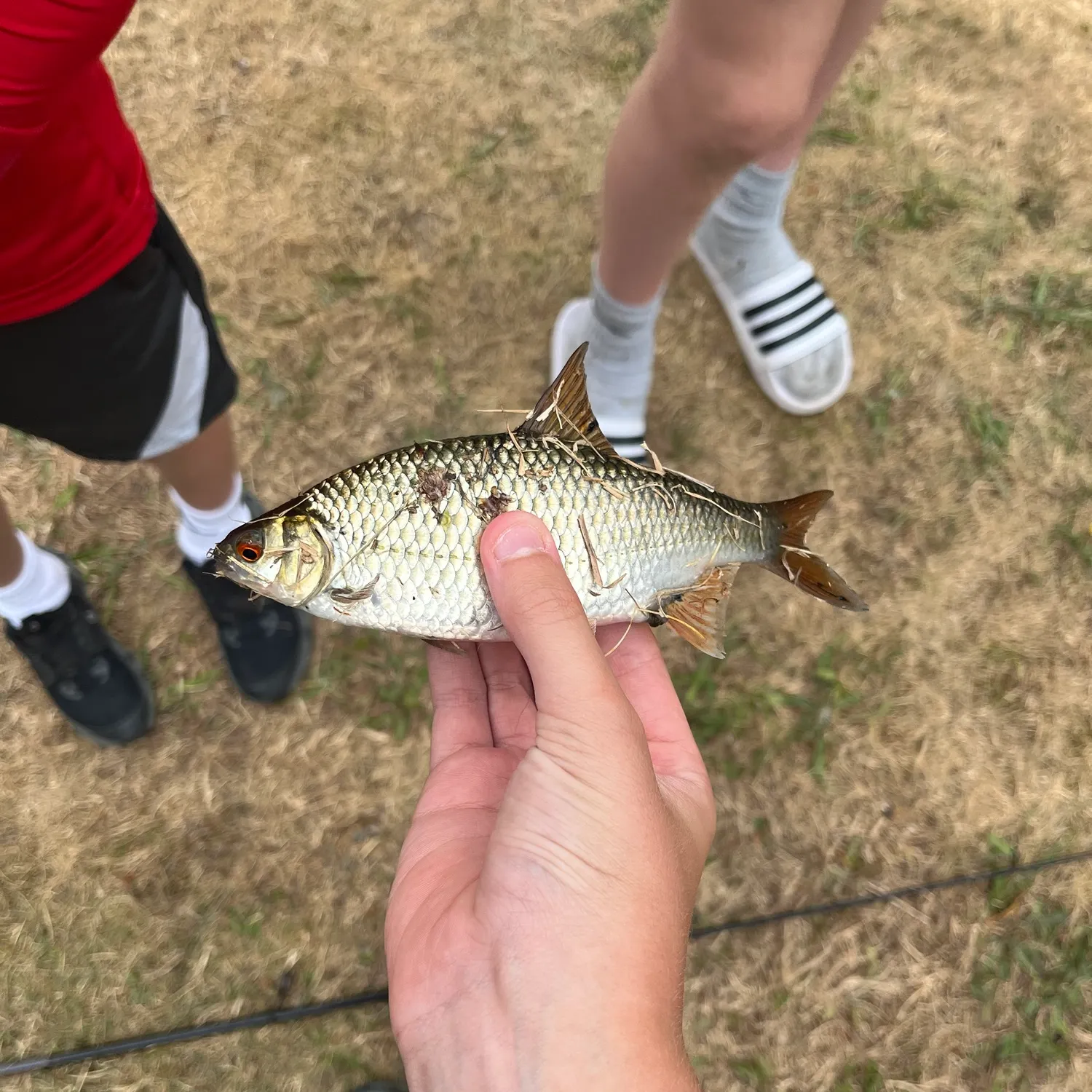 Common roach caught on Fishbrain