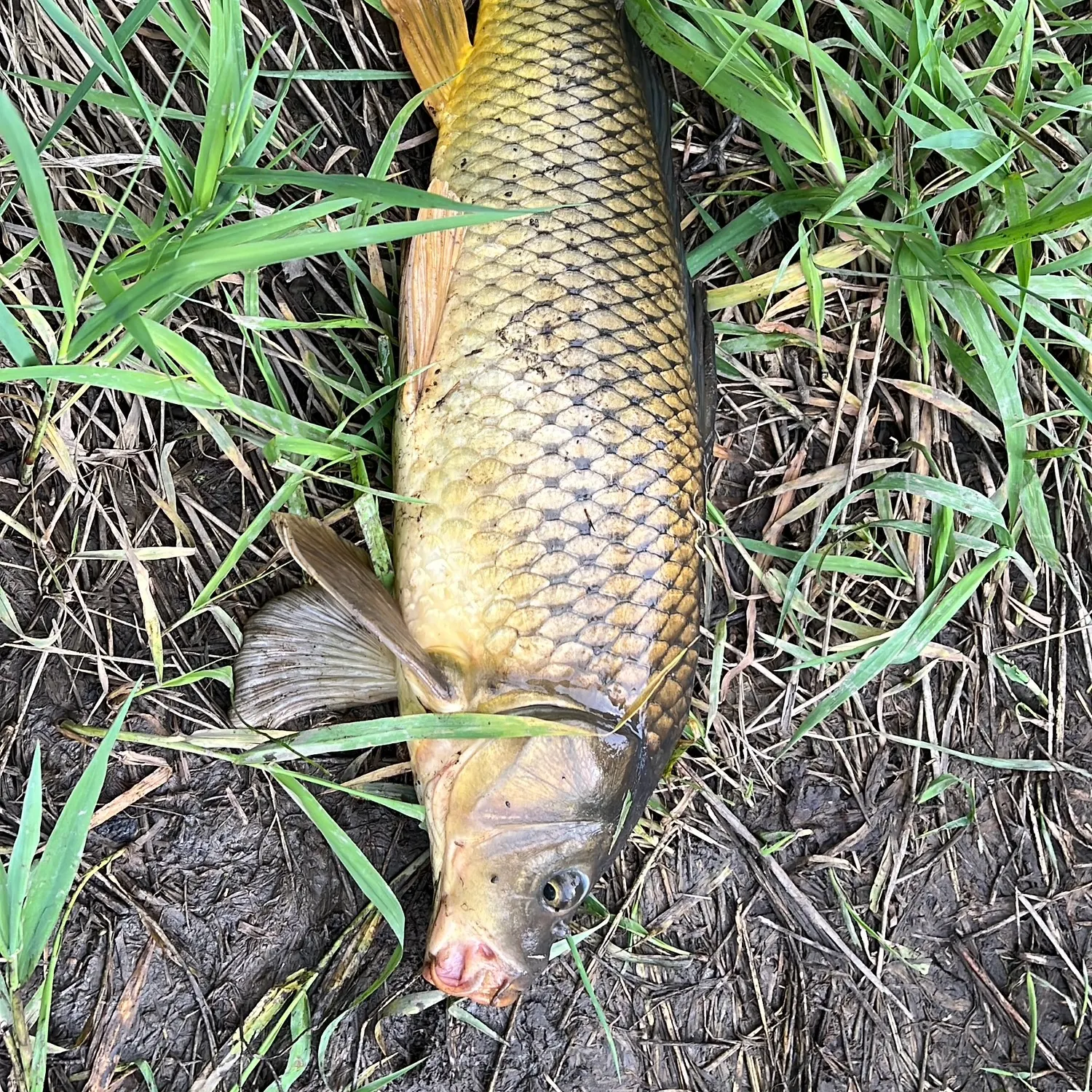 The most recent Common carp catches on Fishbrain