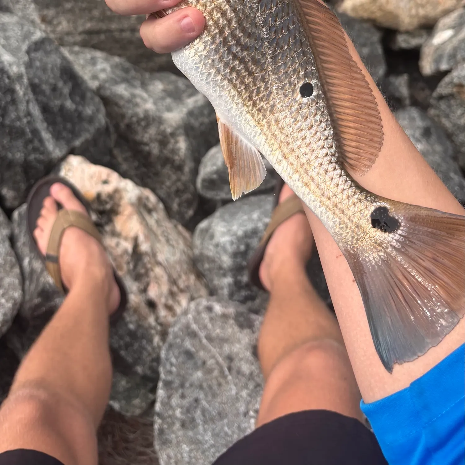 Red drum caught on Fishbrain