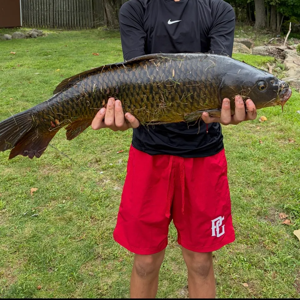 Common carp caught on Fishbrain