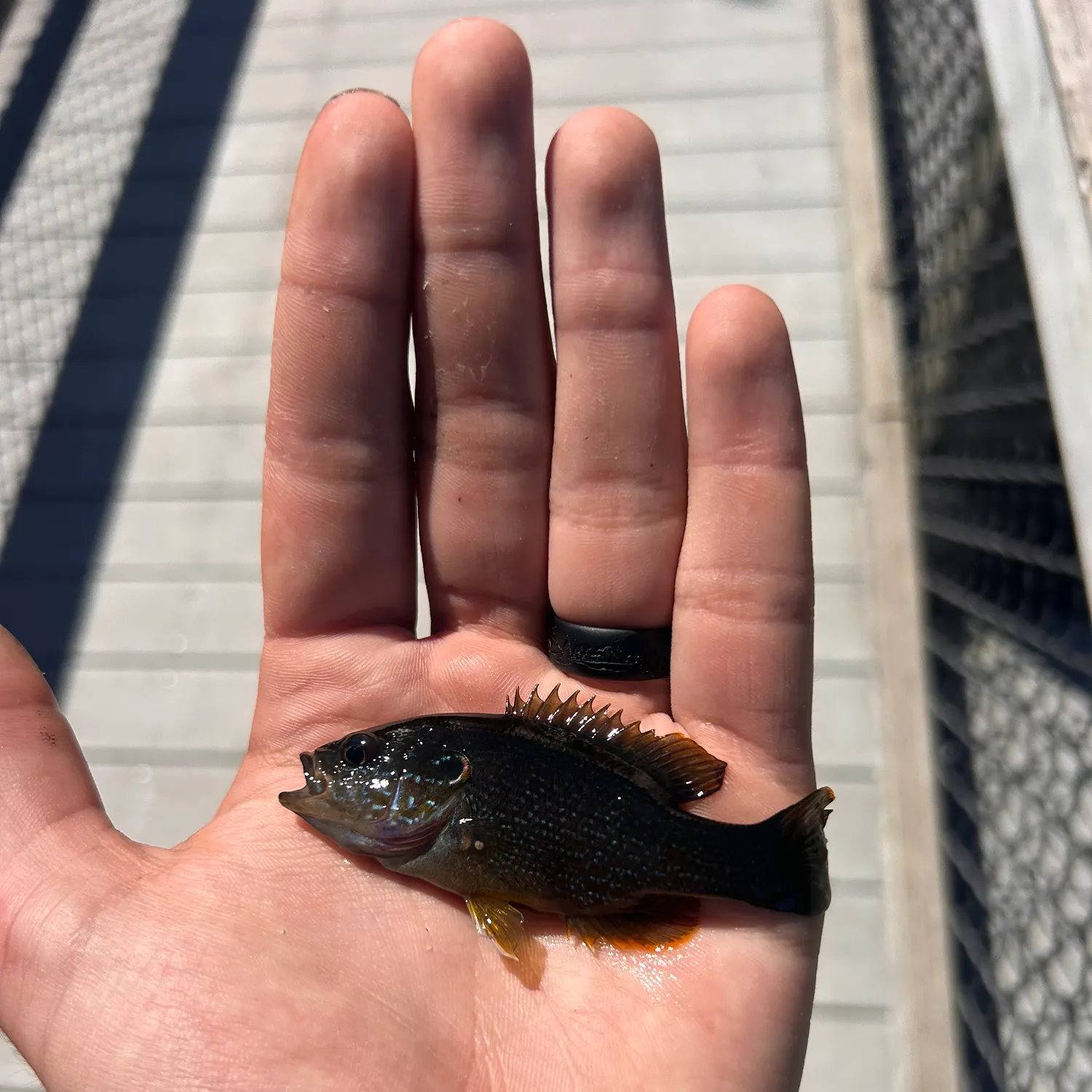 Green sunfish caught on Fishbrain