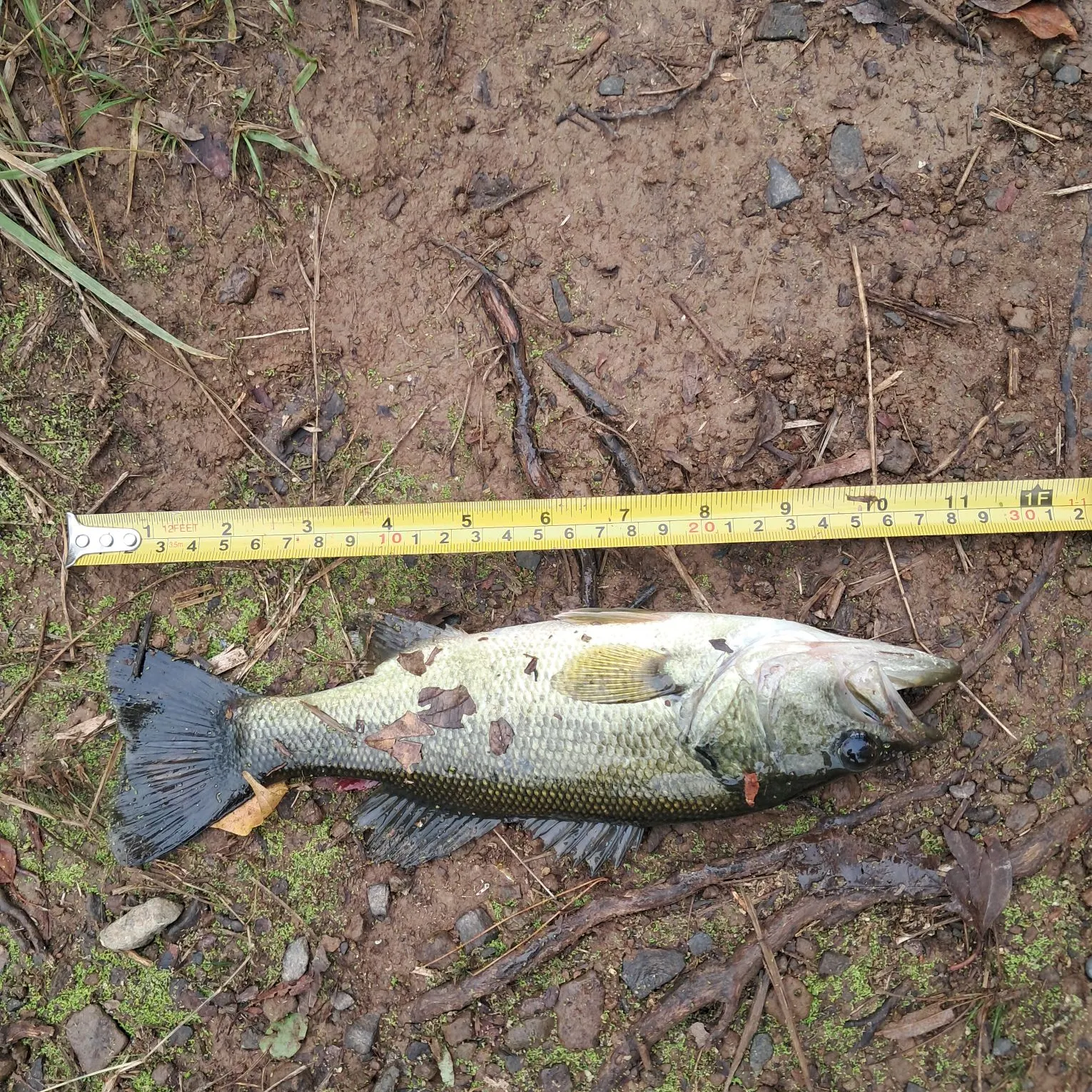 Largemouth bass caught on Fishbrain