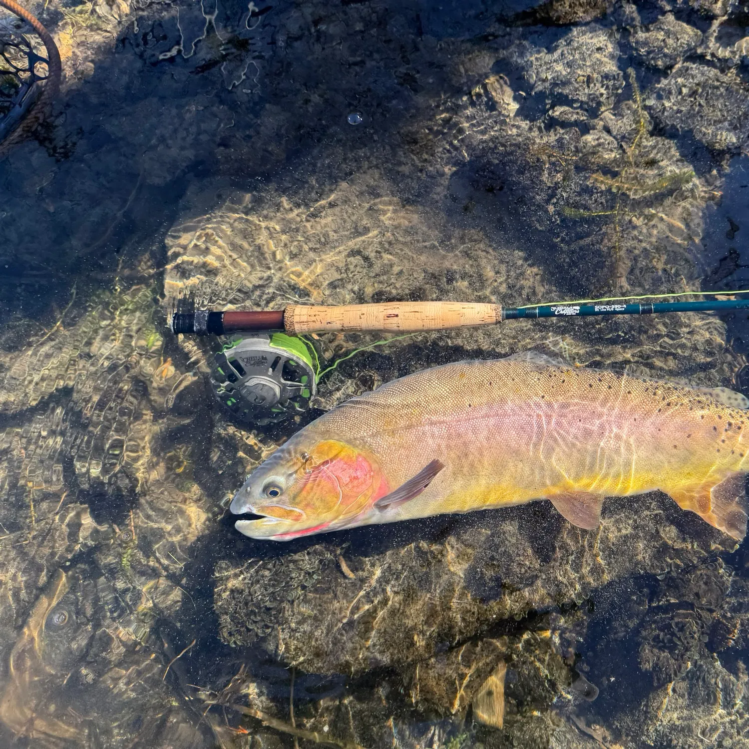 Yellowstone cutthroat trout caught on Fishbrain