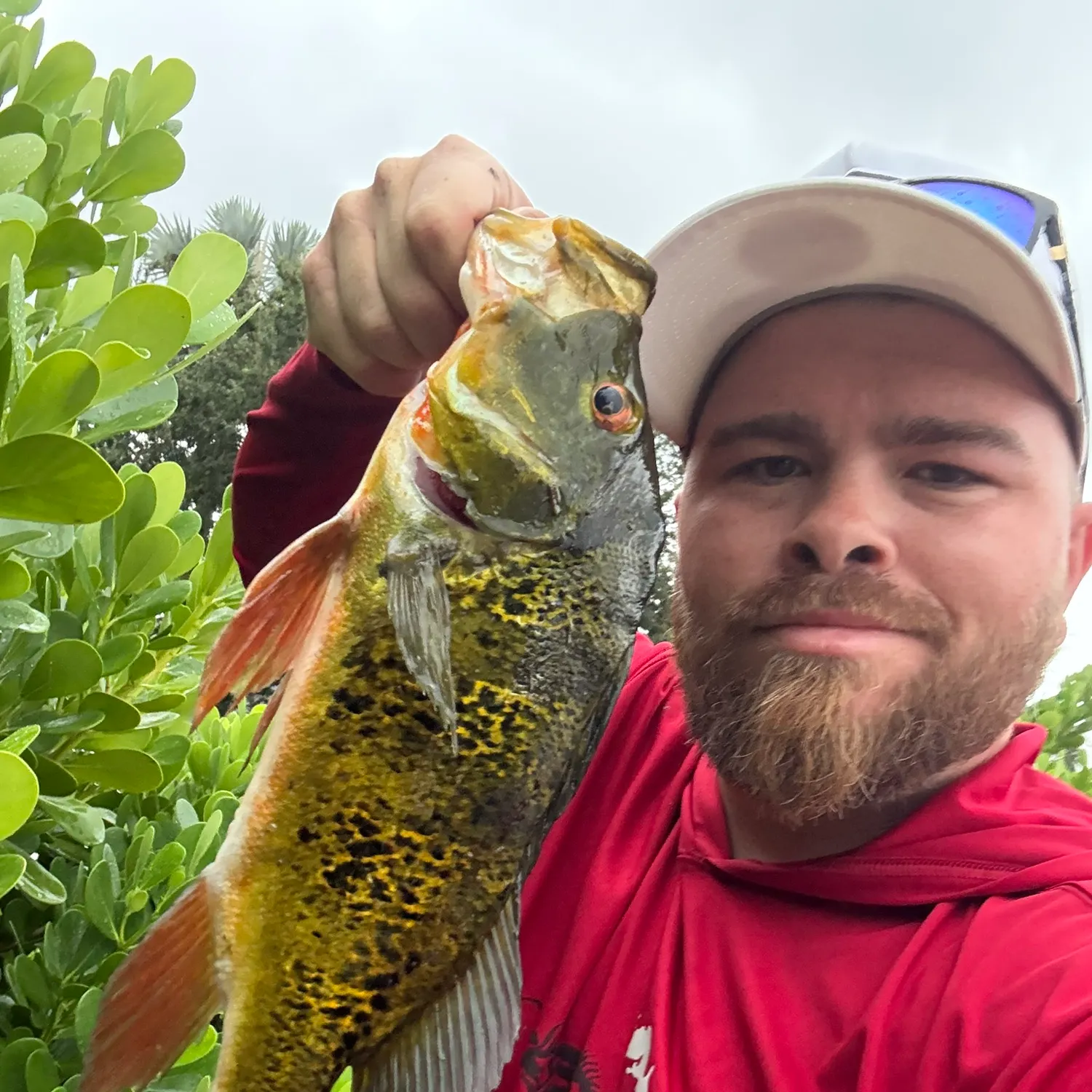 Butterfly peacock bass caught on Fishbrain