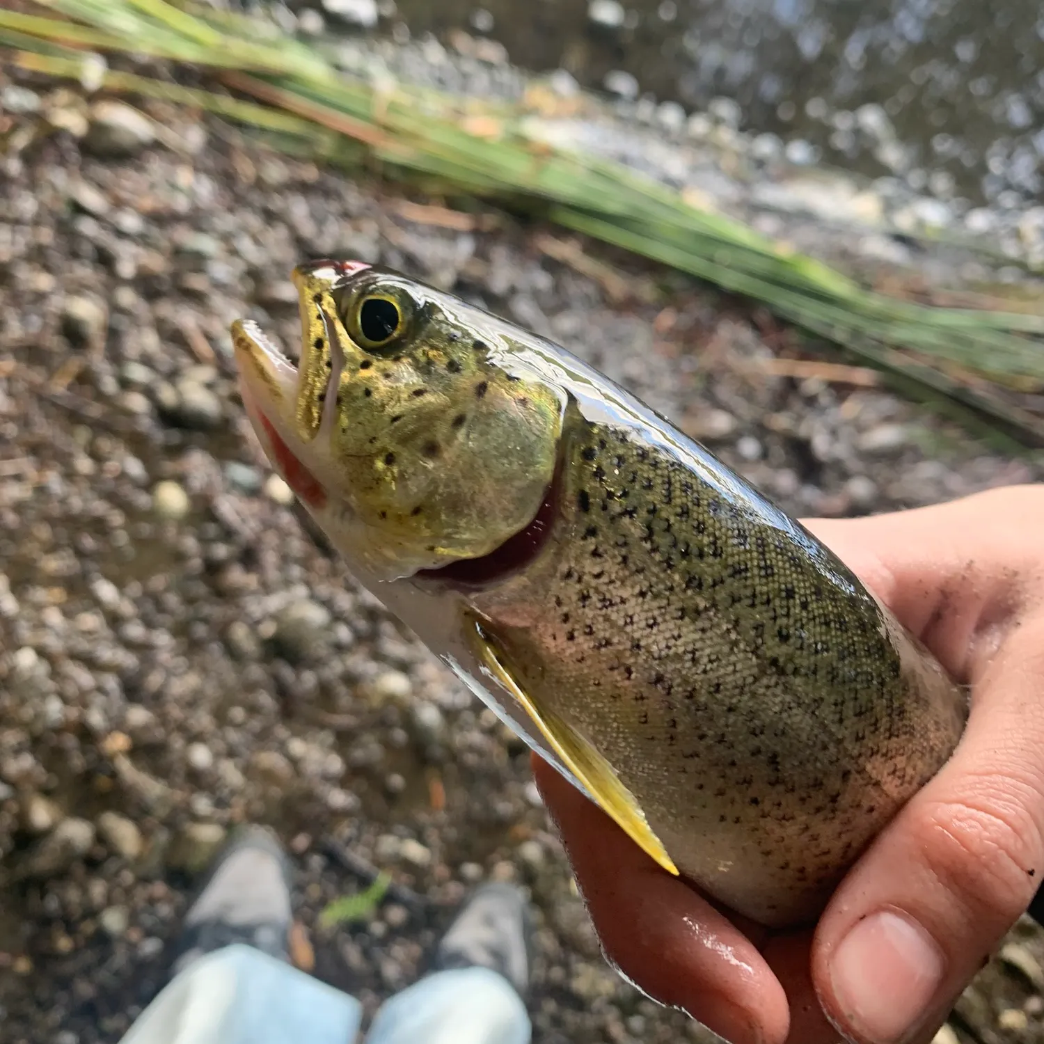 Rainbow trout caught on Fishbrain