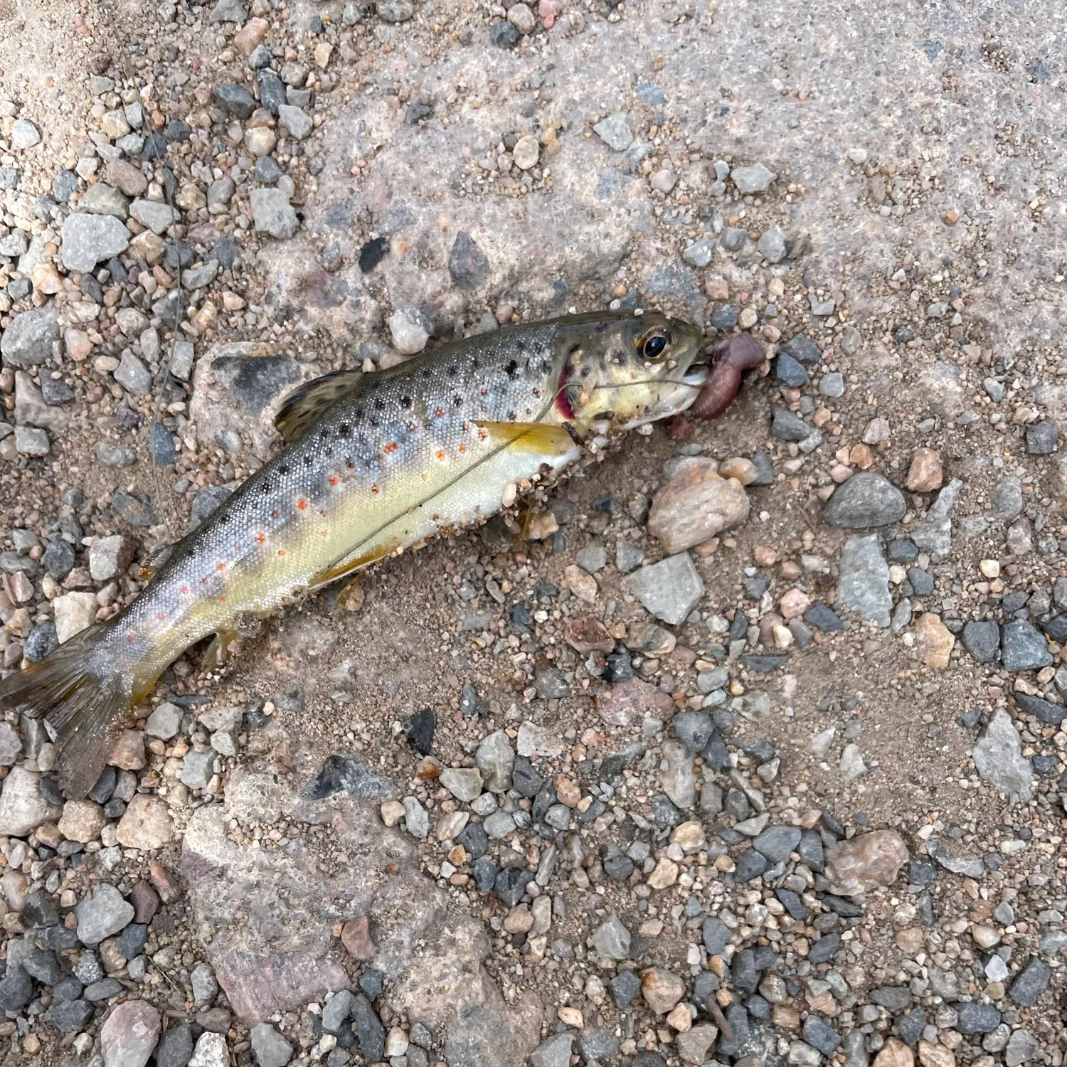 Brown trout caught on Fishbrain
