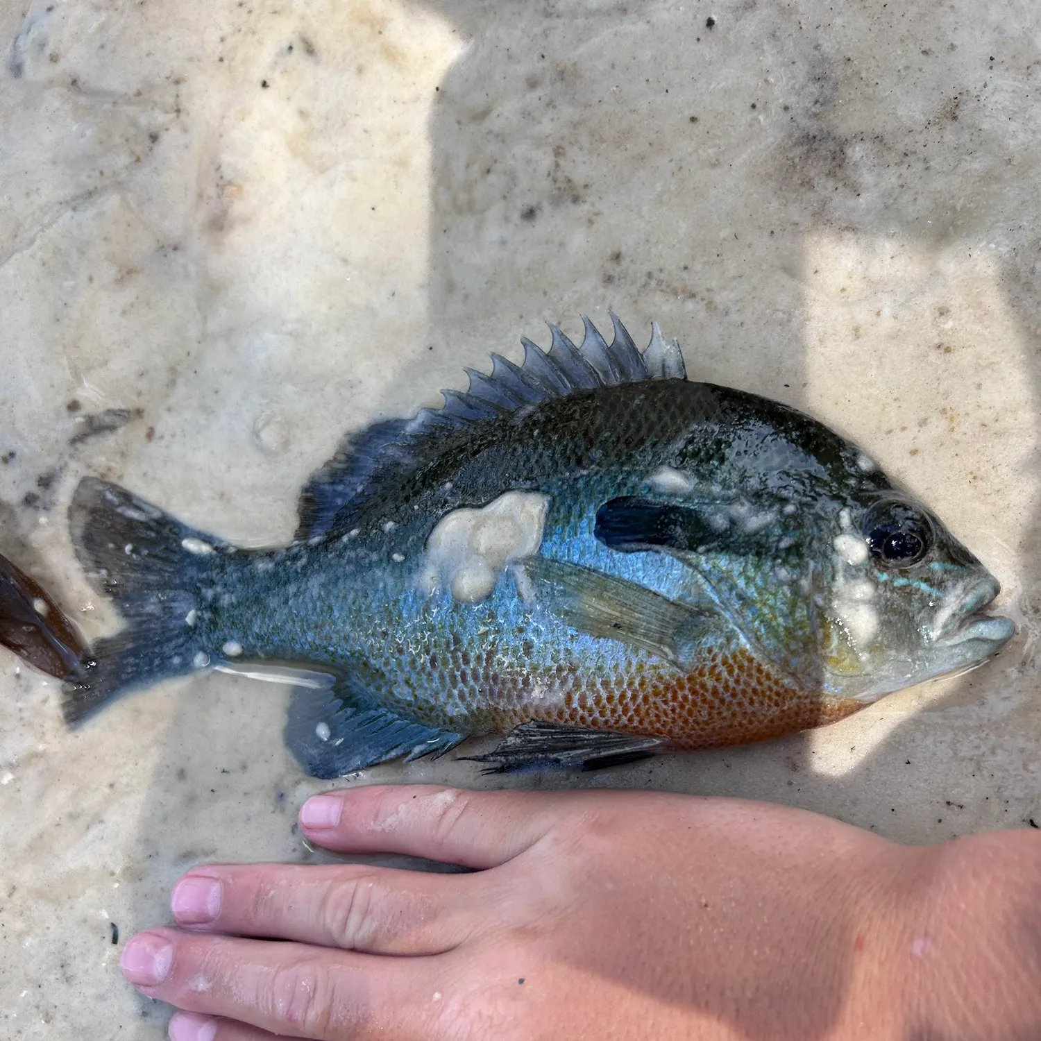 Redbreast sunfish caught on Fishbrain