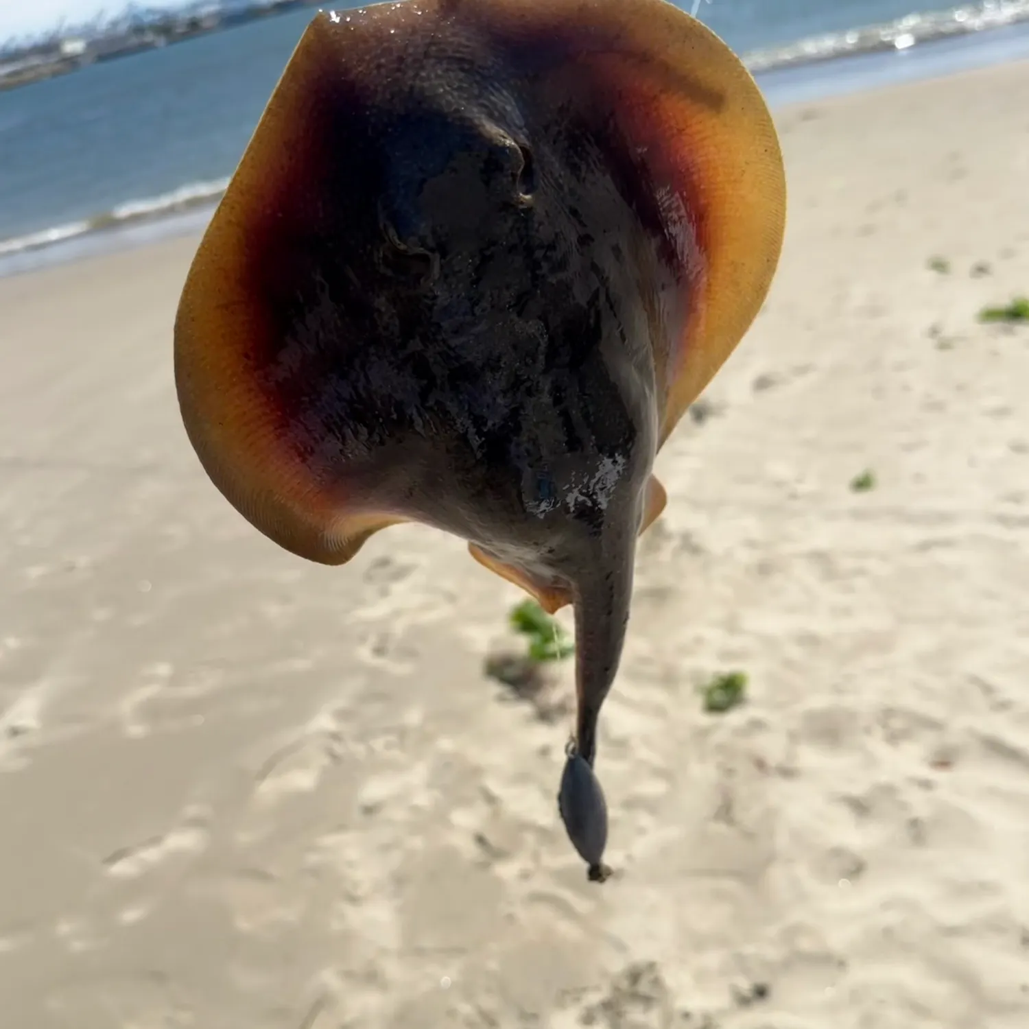 The most recent Haller's round ray catches on Fishbrain