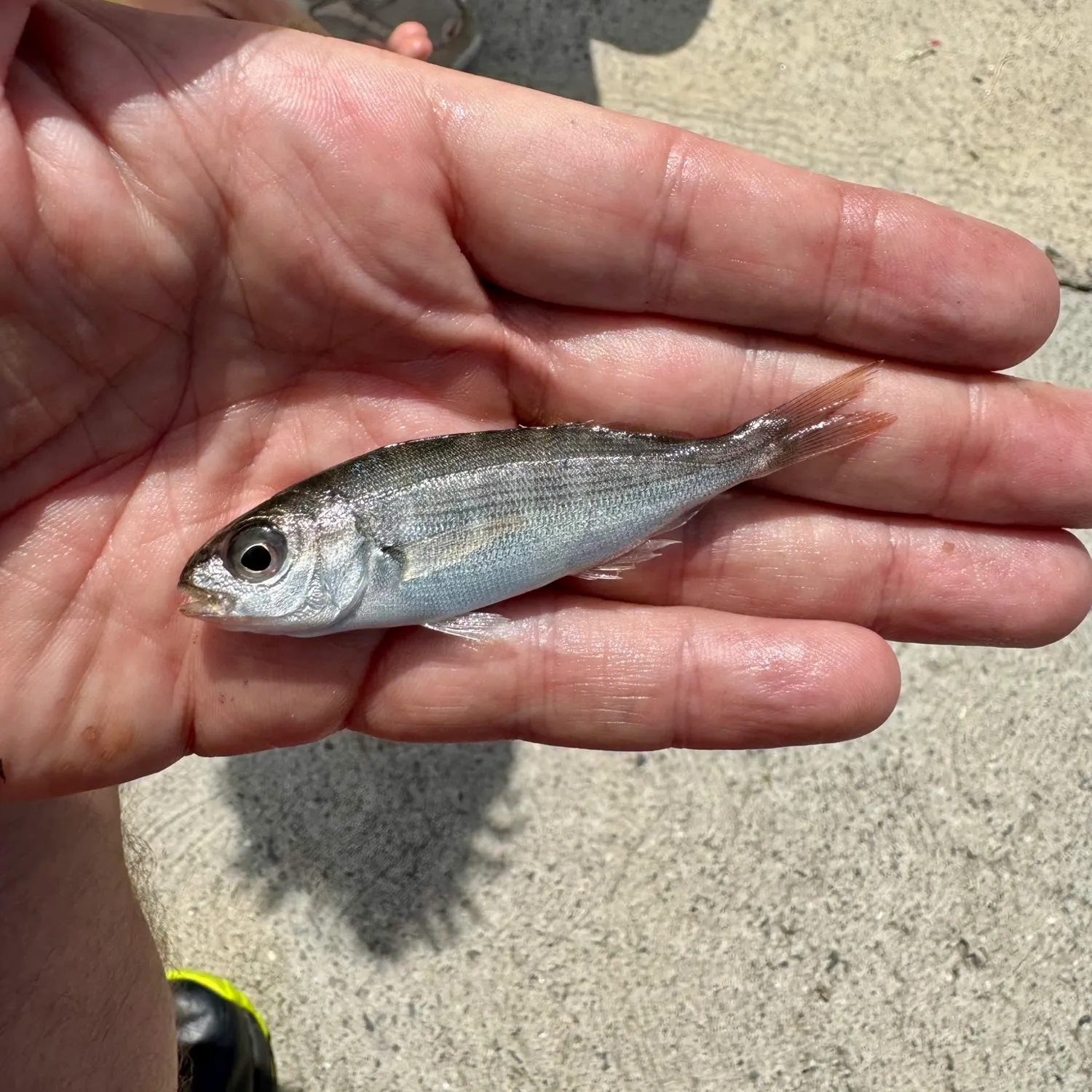 The most recent Axillary seabream catches on Fishbrain