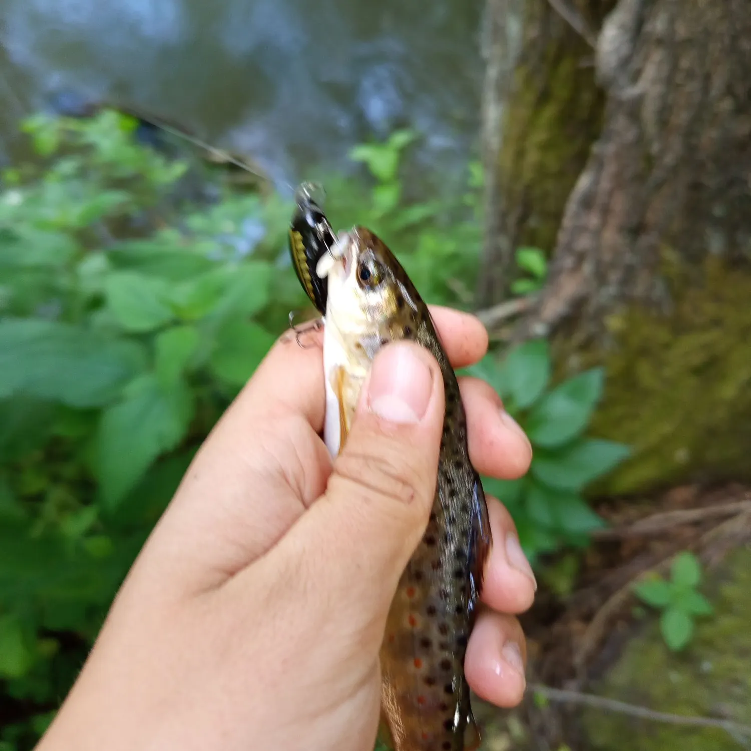 The most recent Sevan trout catches on Fishbrain
