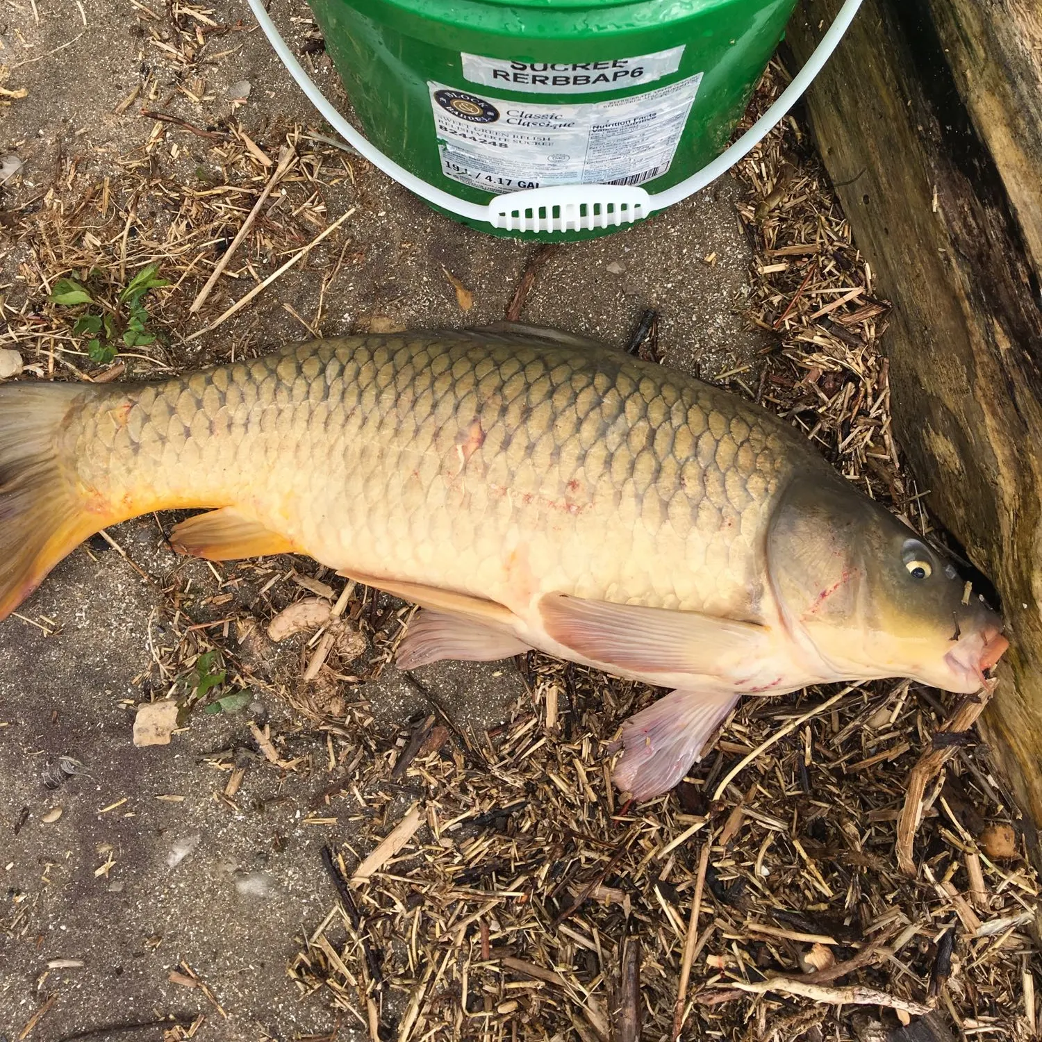 angler catch