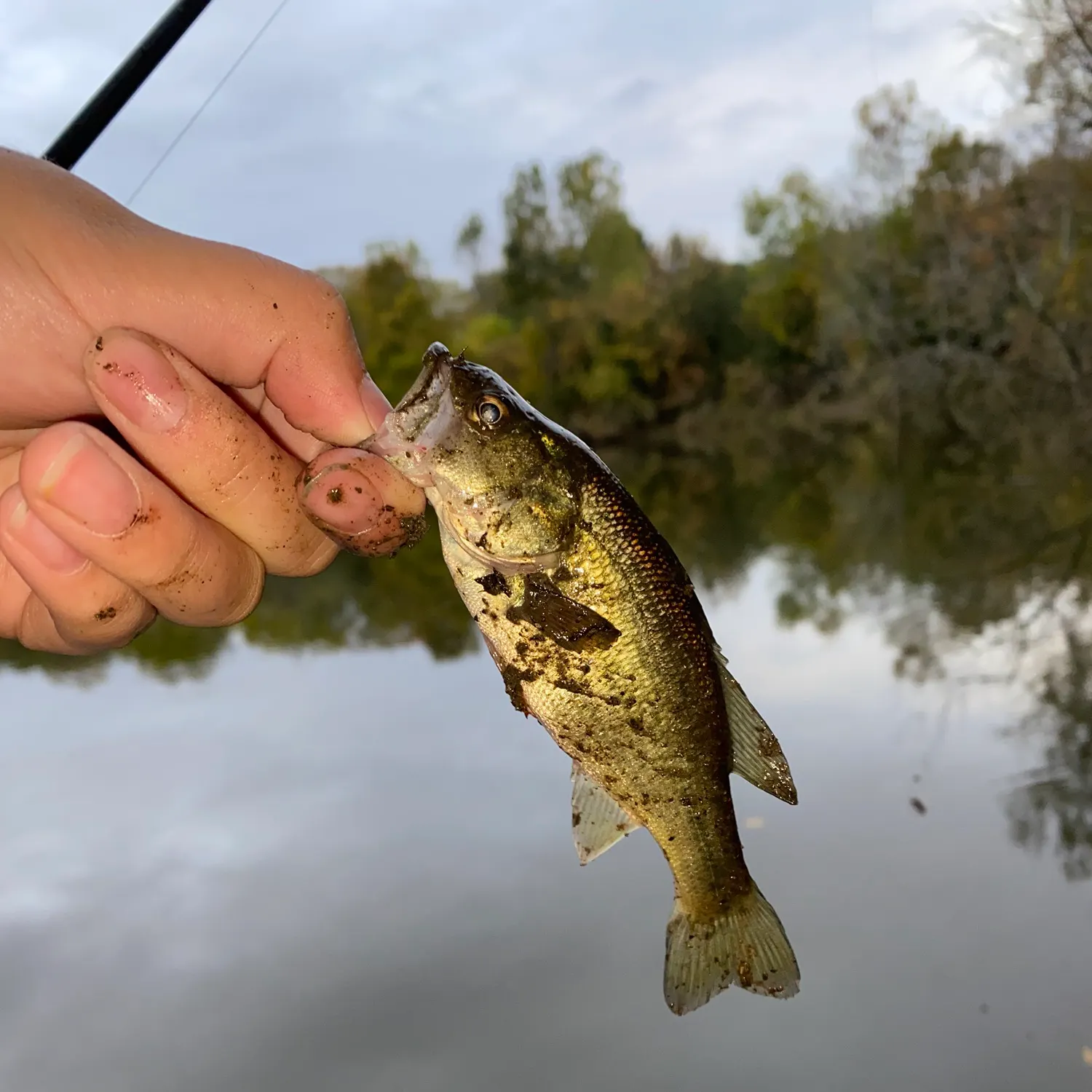 Largemouth bass caught on Fishbrain
