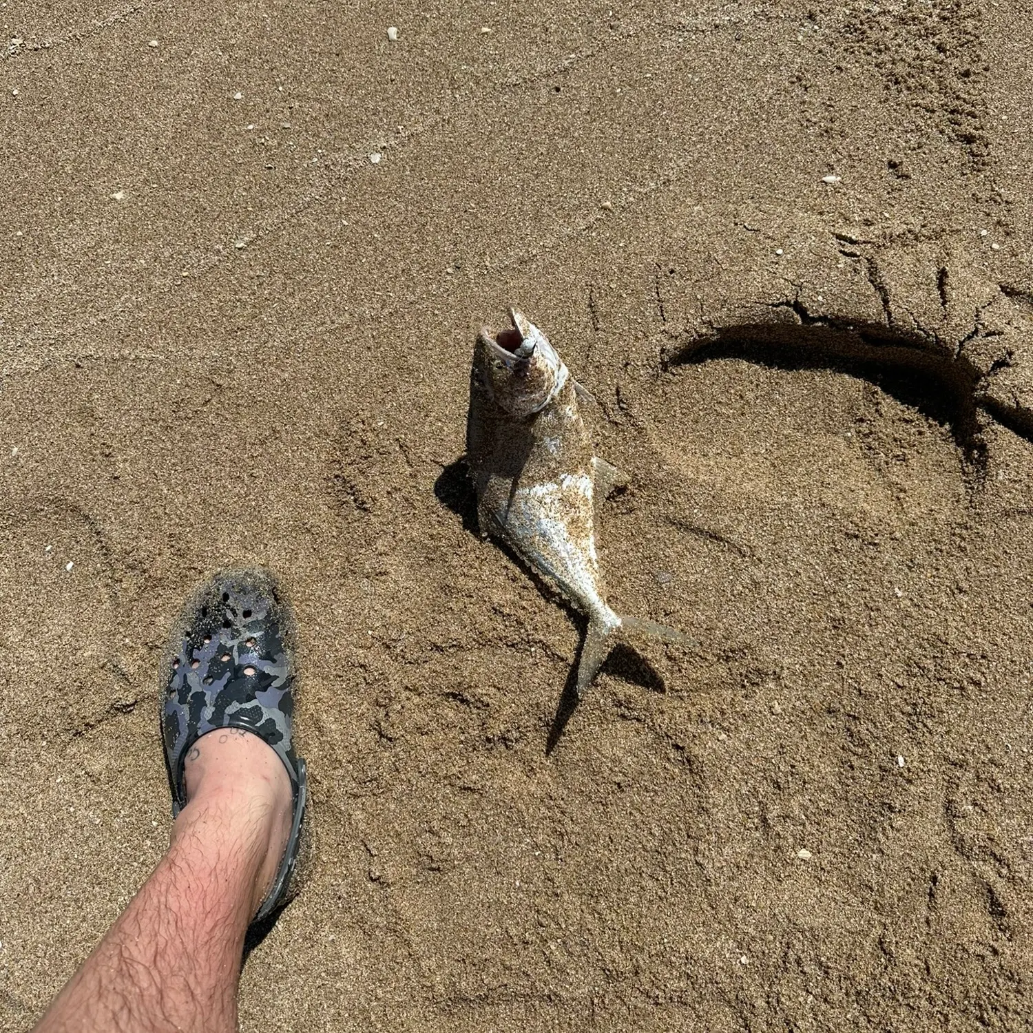 most liked catch image