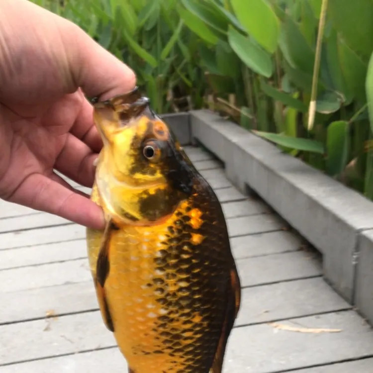 Goldfish caught on Fishbrain