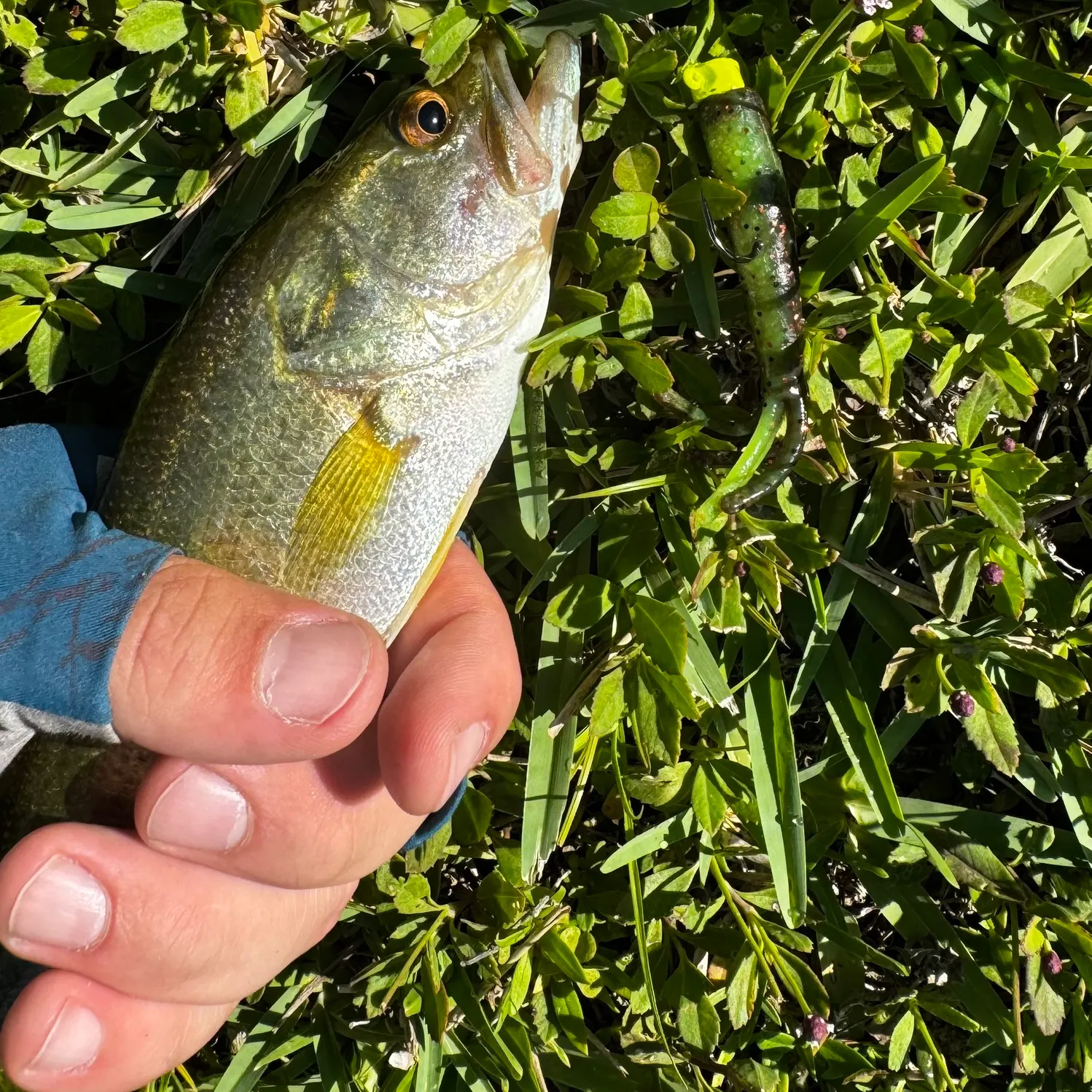The most recent Banded sunfish catches on Fishbrain