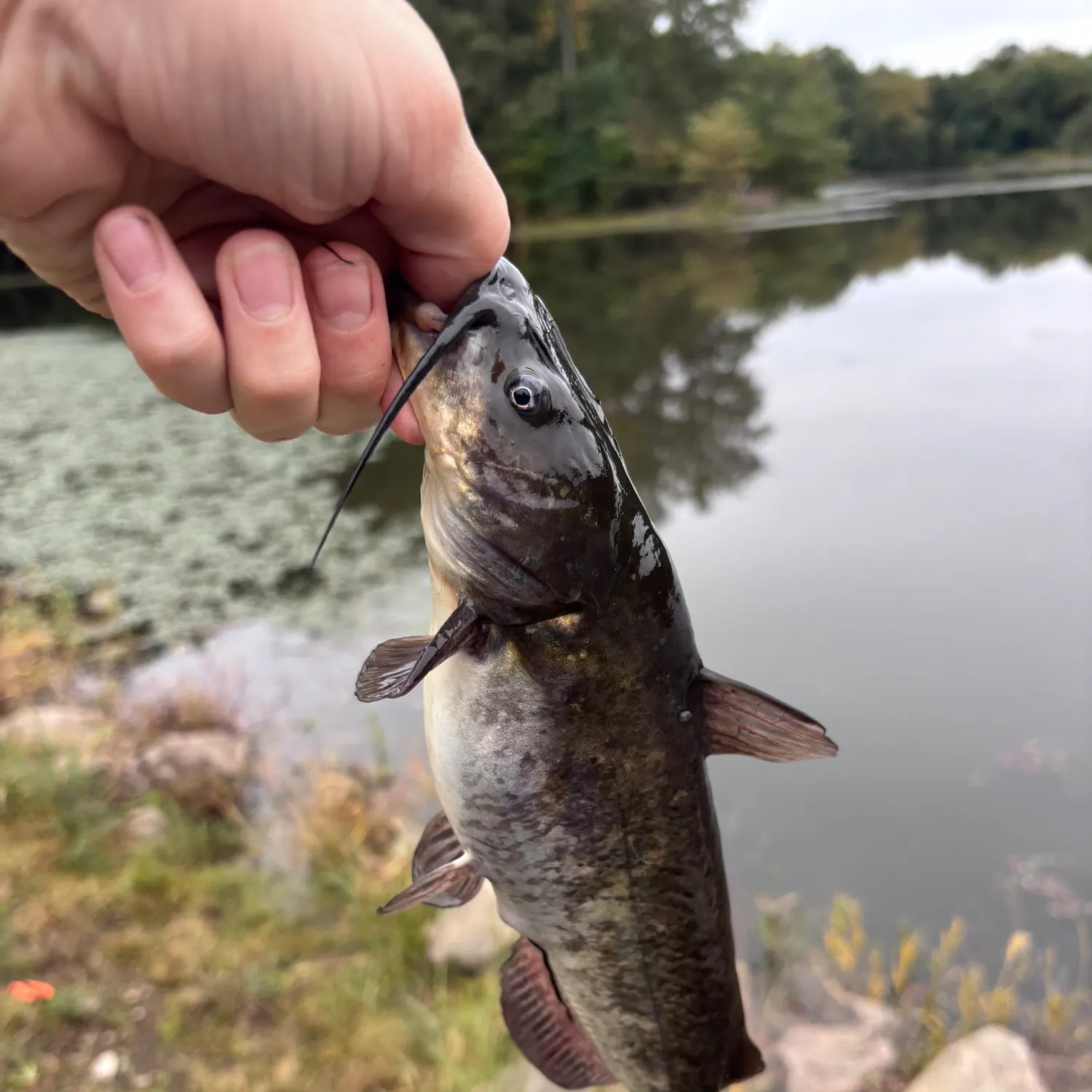 Brown bullhead caught on Fishbrain