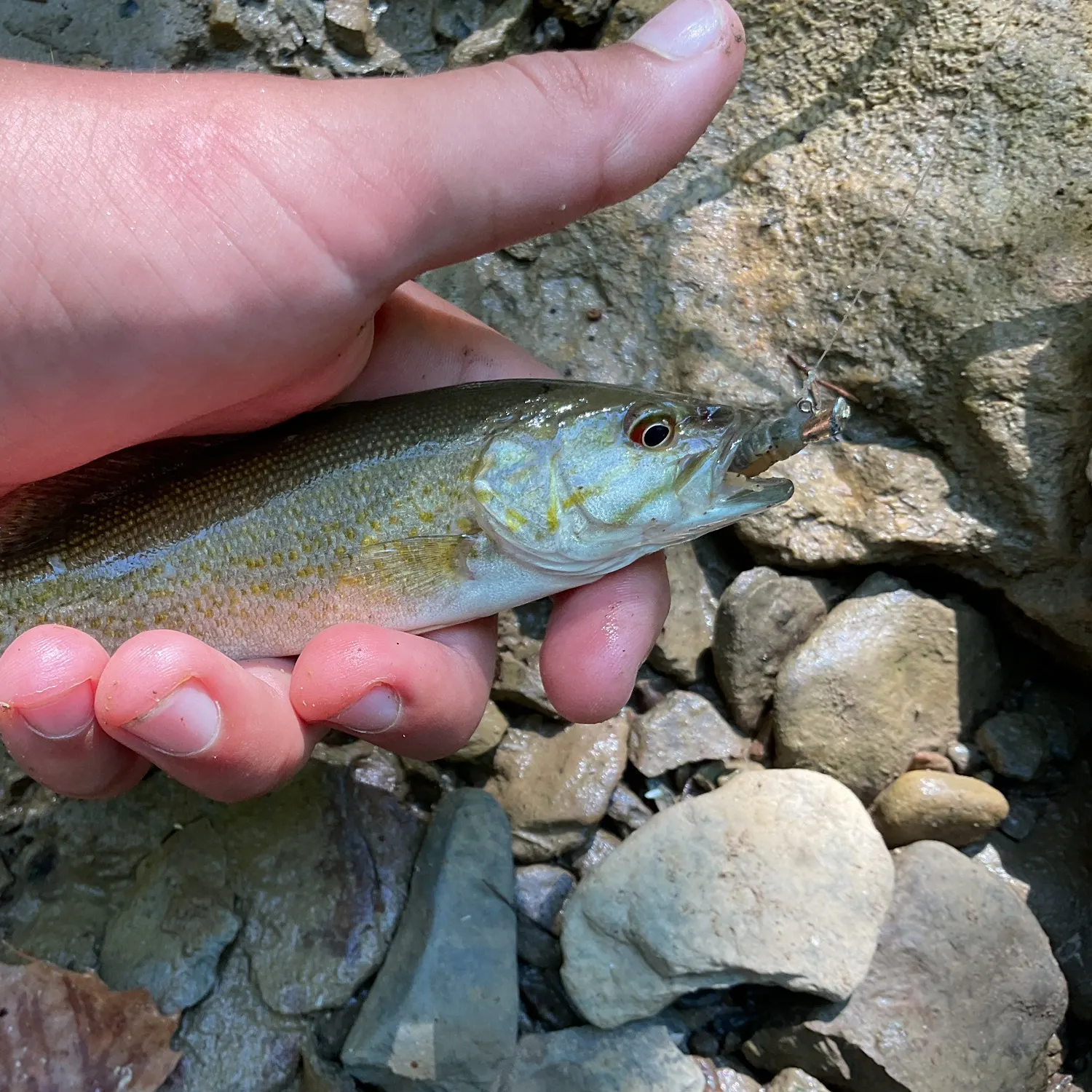 Smallmouth bass caught on Fishbrain