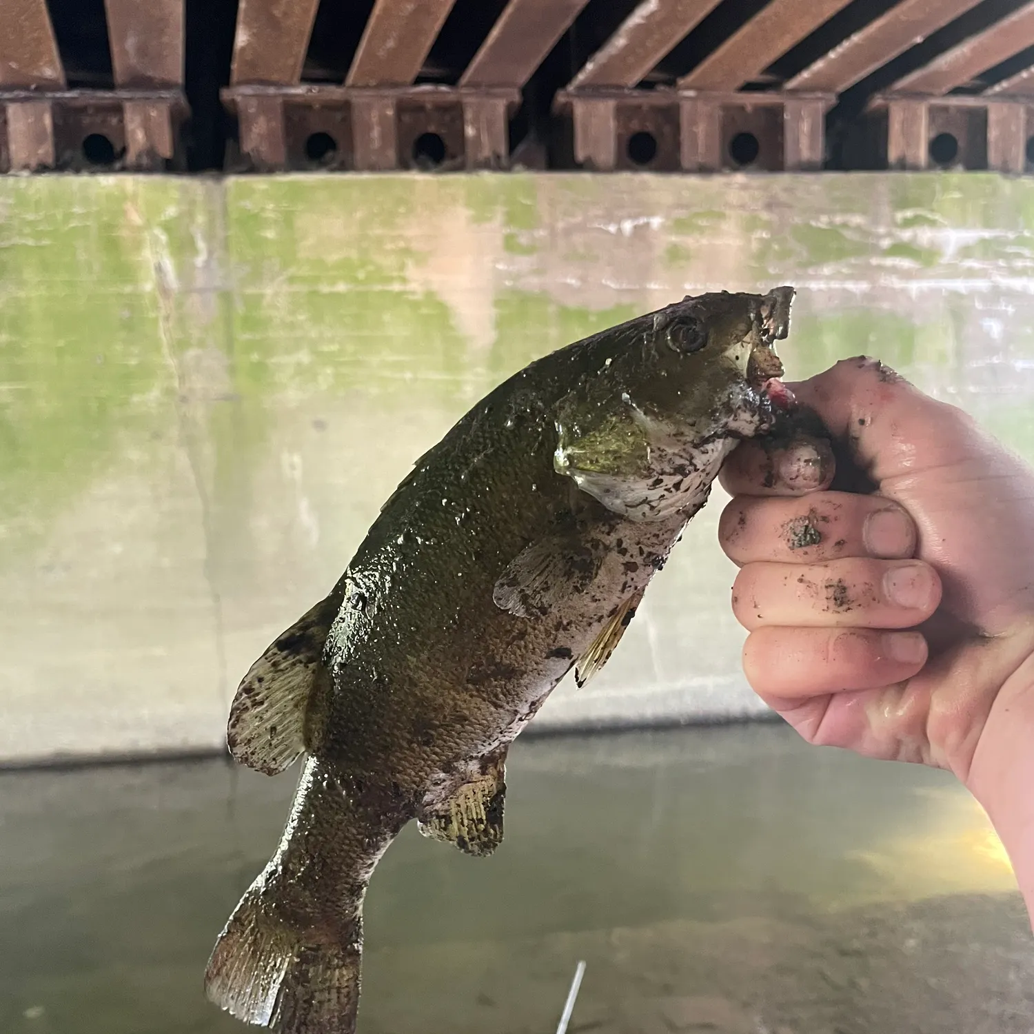 Smallmouth bass caught on Fishbrain