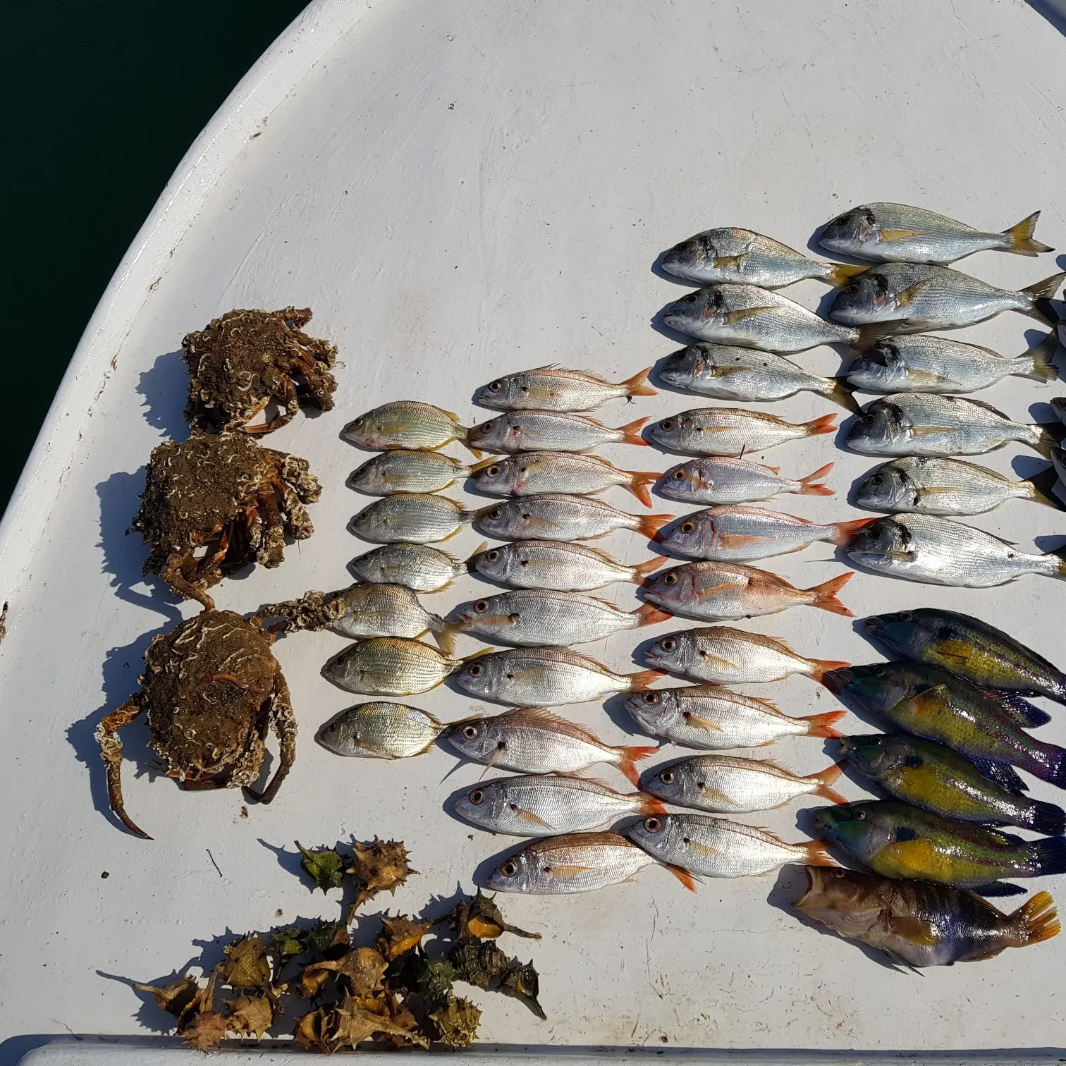 recently logged catches