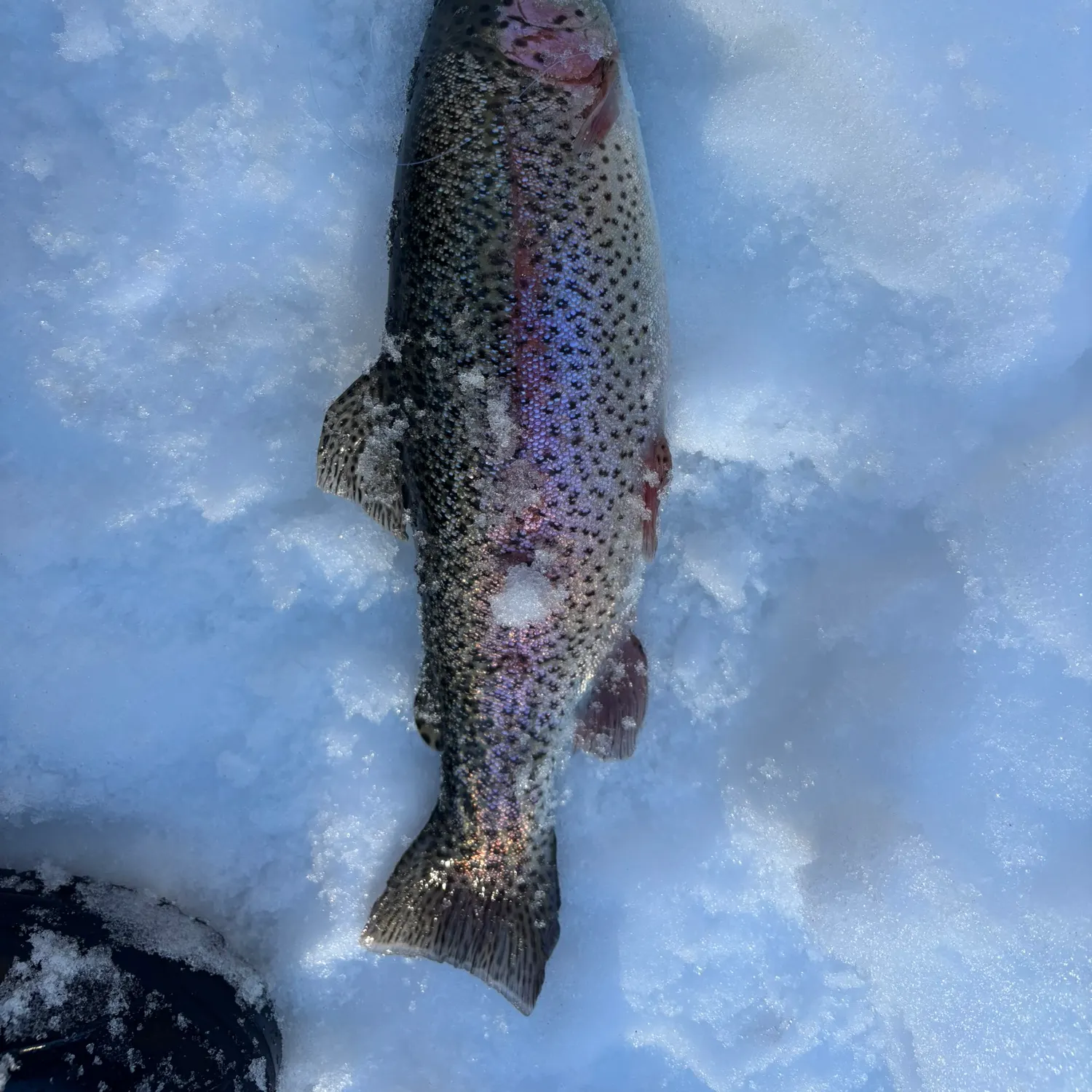 The most recent Rainbow trout catches on Fishbrain