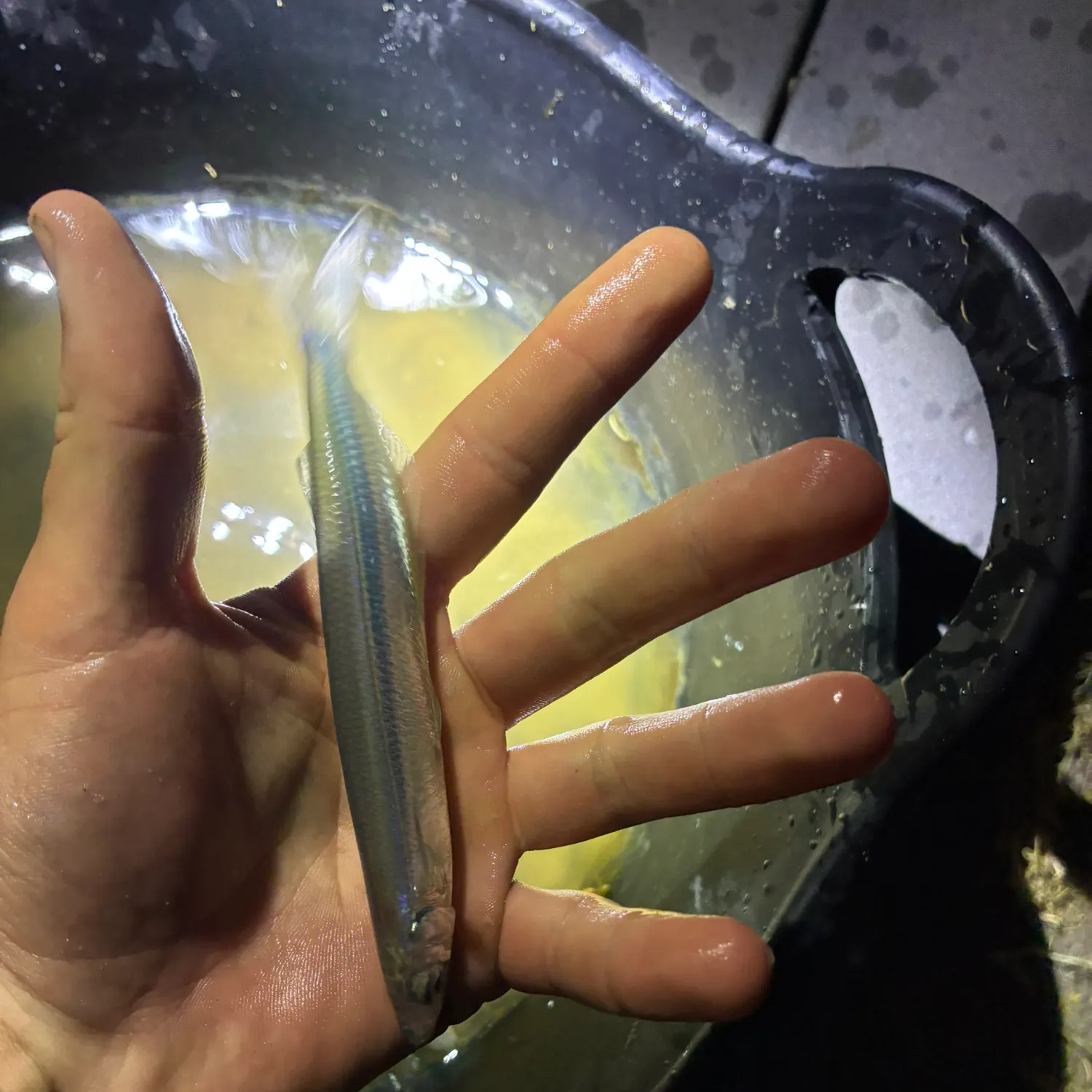 The most recent California grunion catches on Fishbrain