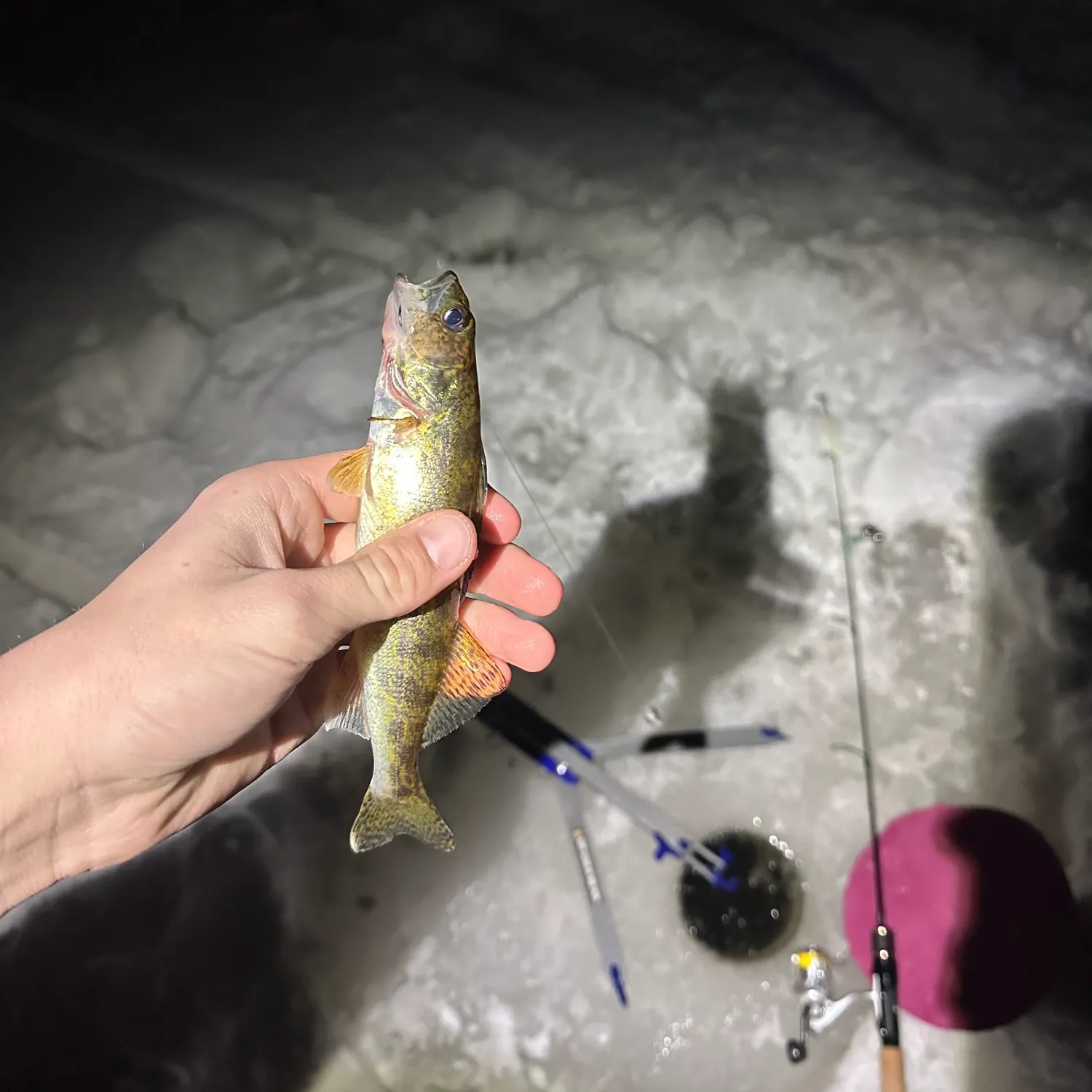 The most recent Sauger catches on Fishbrain