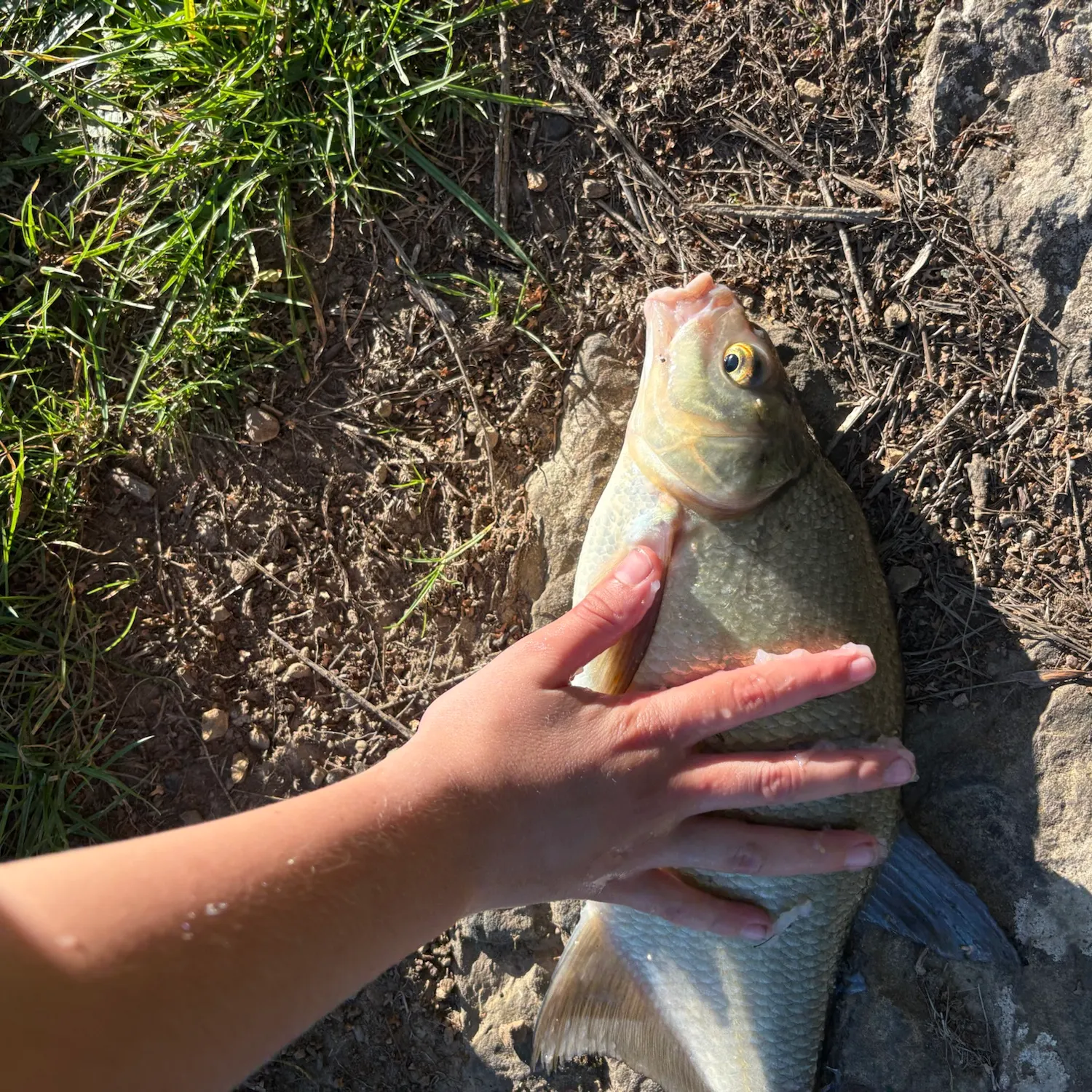Common bream caught on Fishbrain