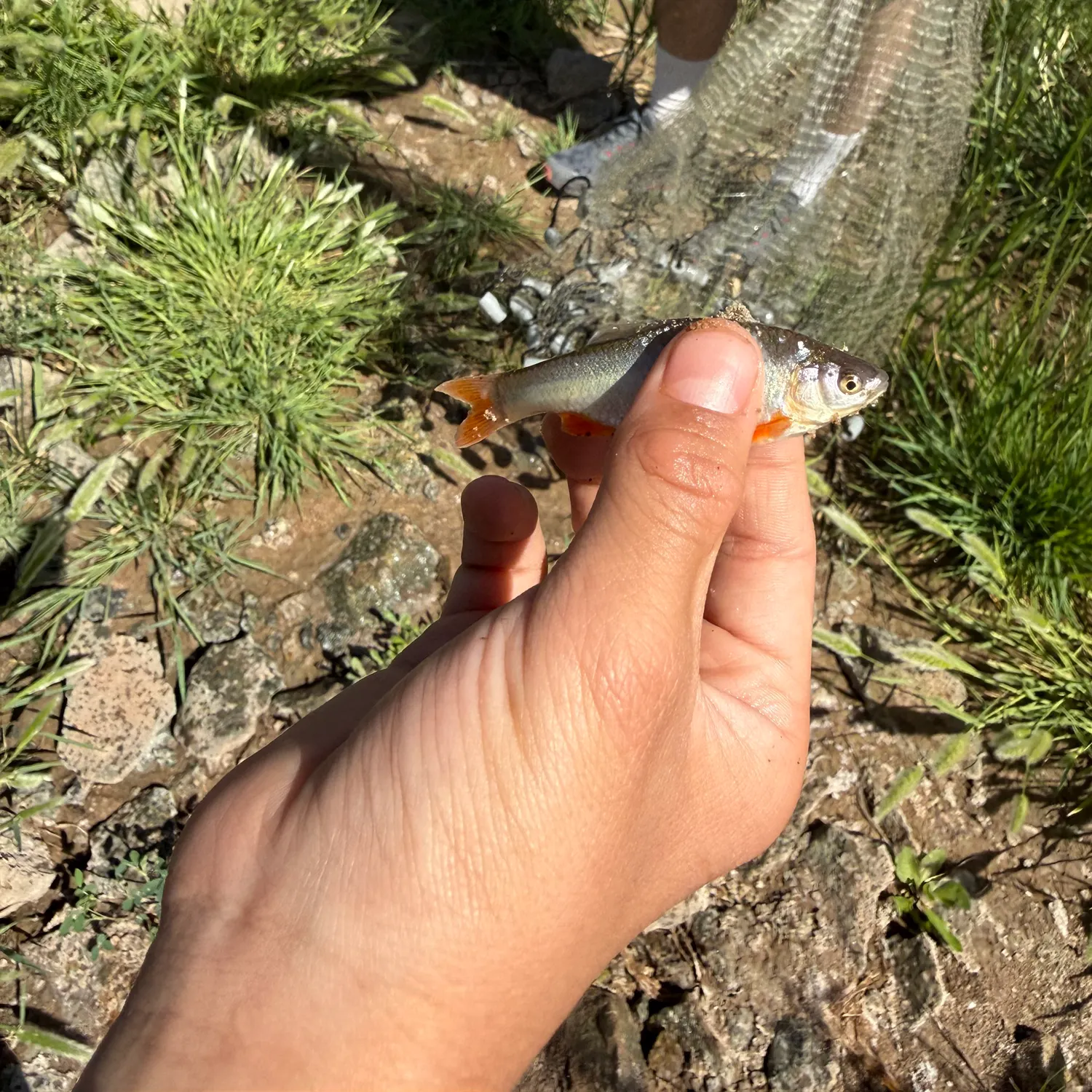 The most recent Red shiner catches on Fishbrain