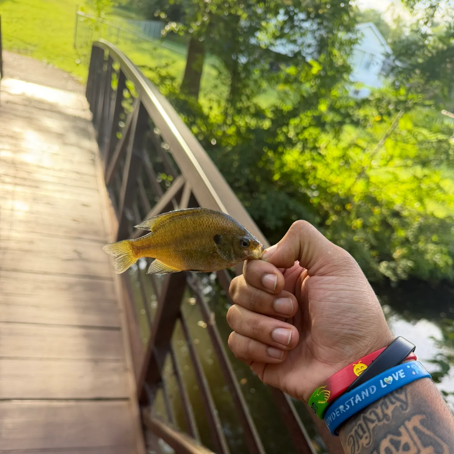 Bluegill caught on Fishbrain