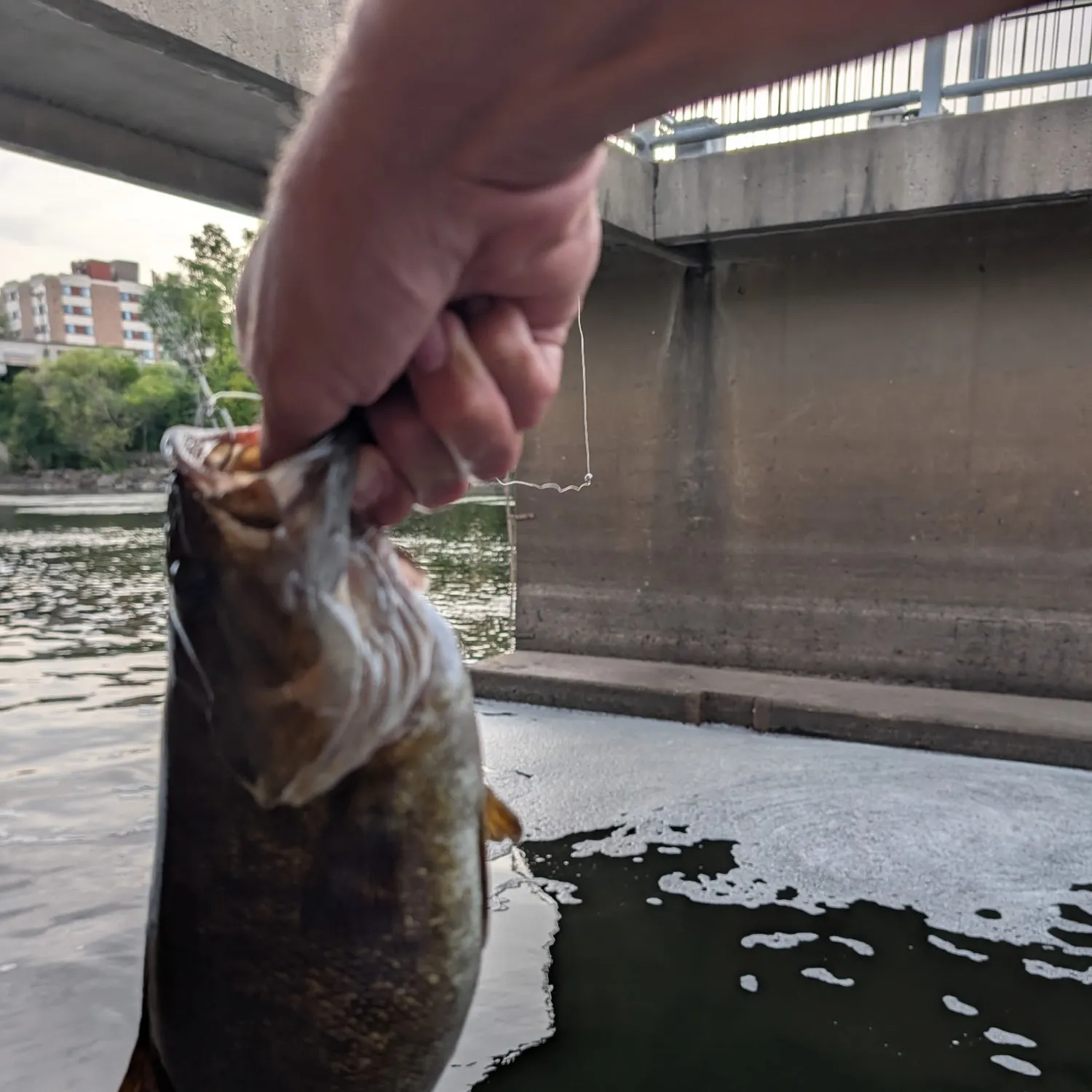 Smallmouth bass caught on Fishbrain