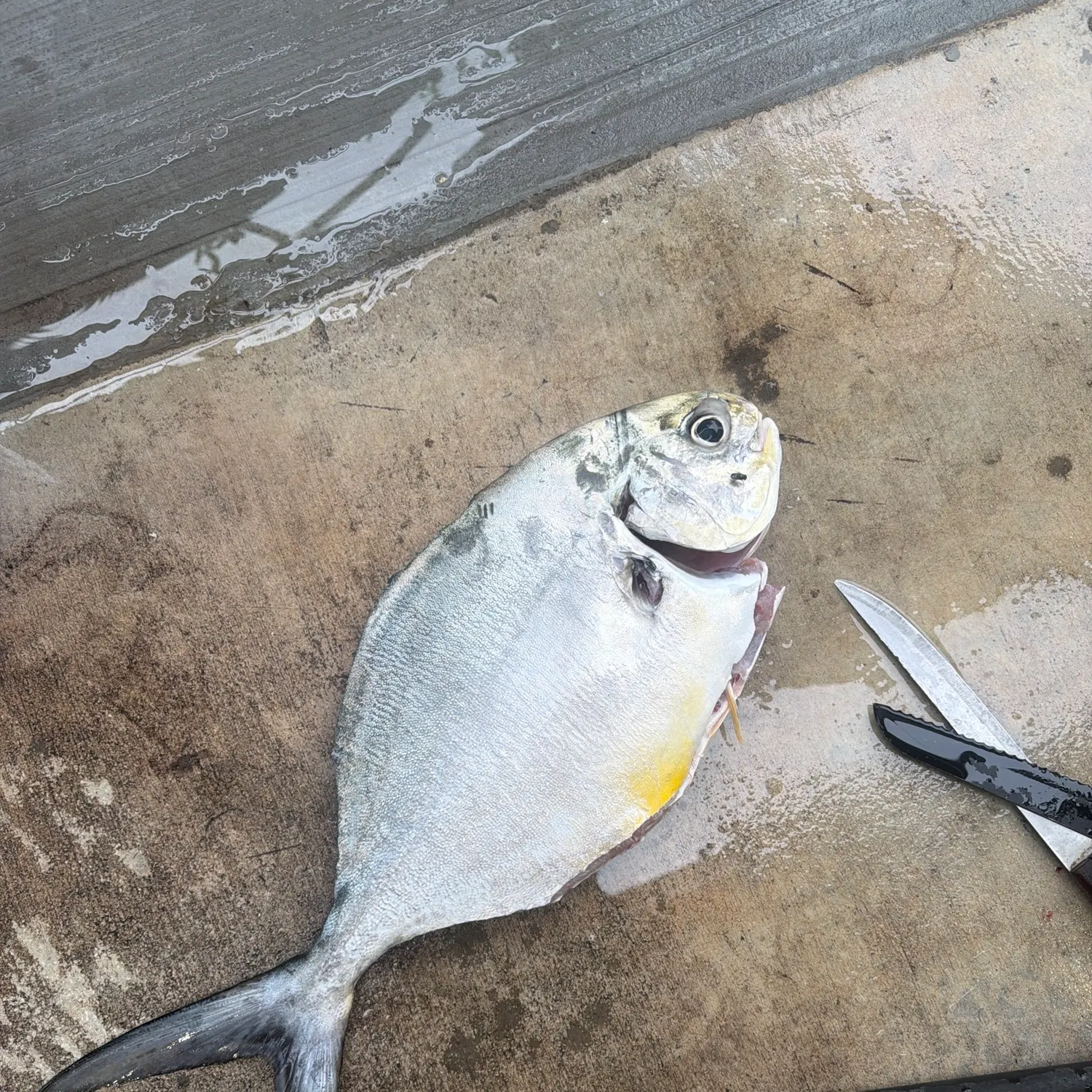 Permit caught on Fishbrain