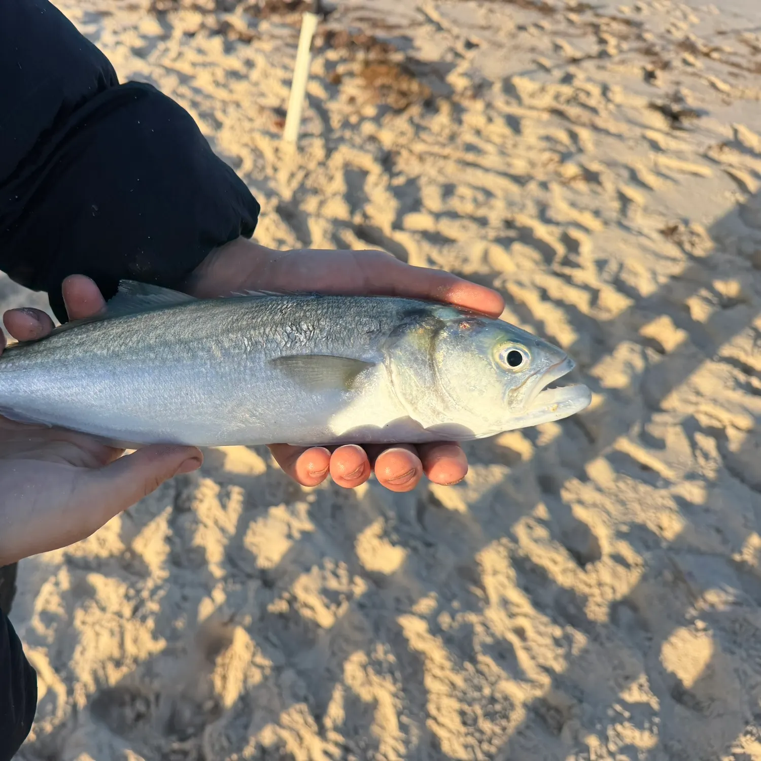 The most recent Bluefish catches on Fishbrain