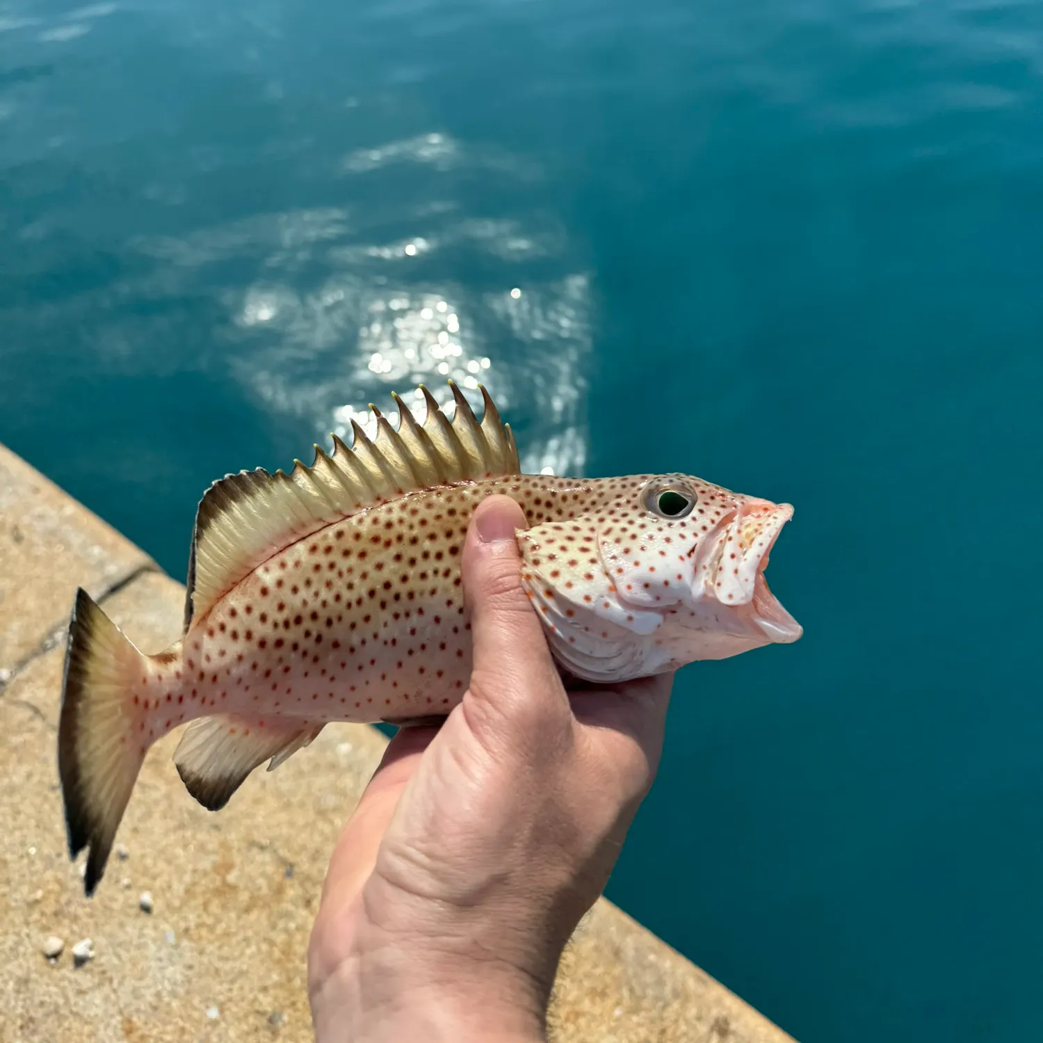 The most recent Red hind grouper catches on Fishbrain