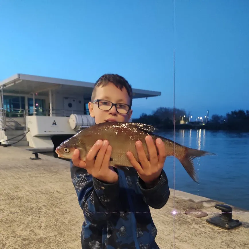 The most recent Common bream catches on Fishbrain