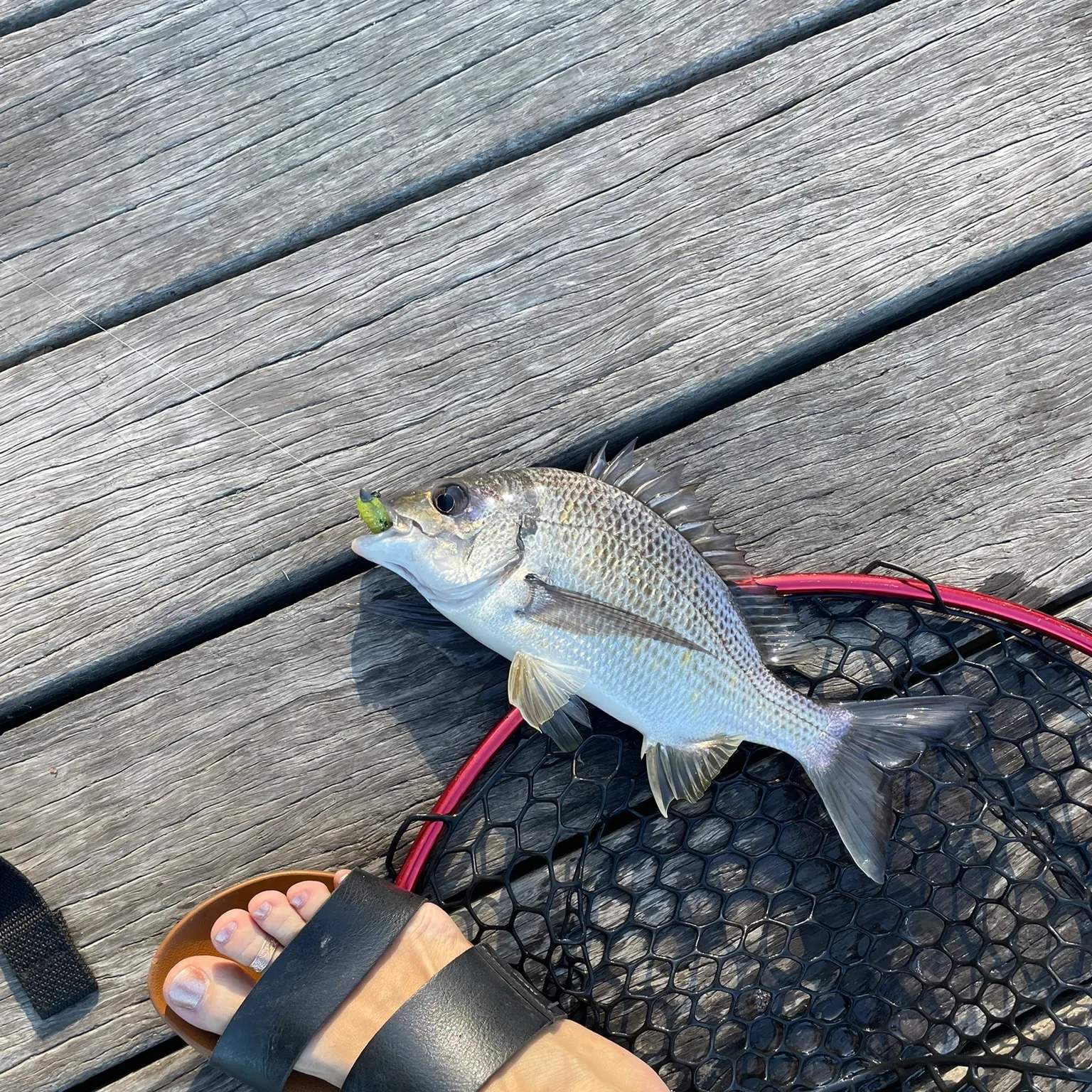 catch